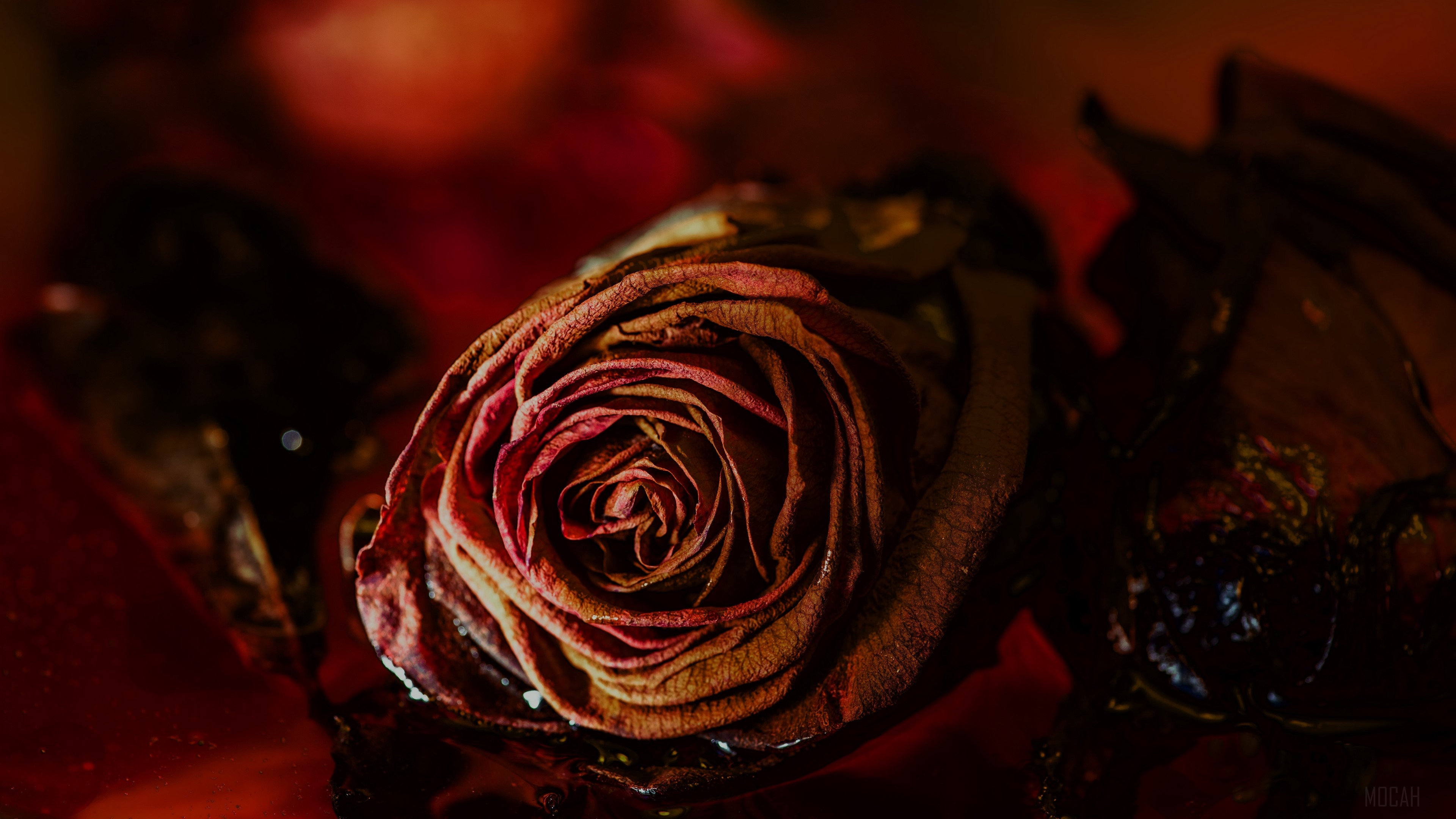 Dry red rose bud in water 4K HD Wallpaper