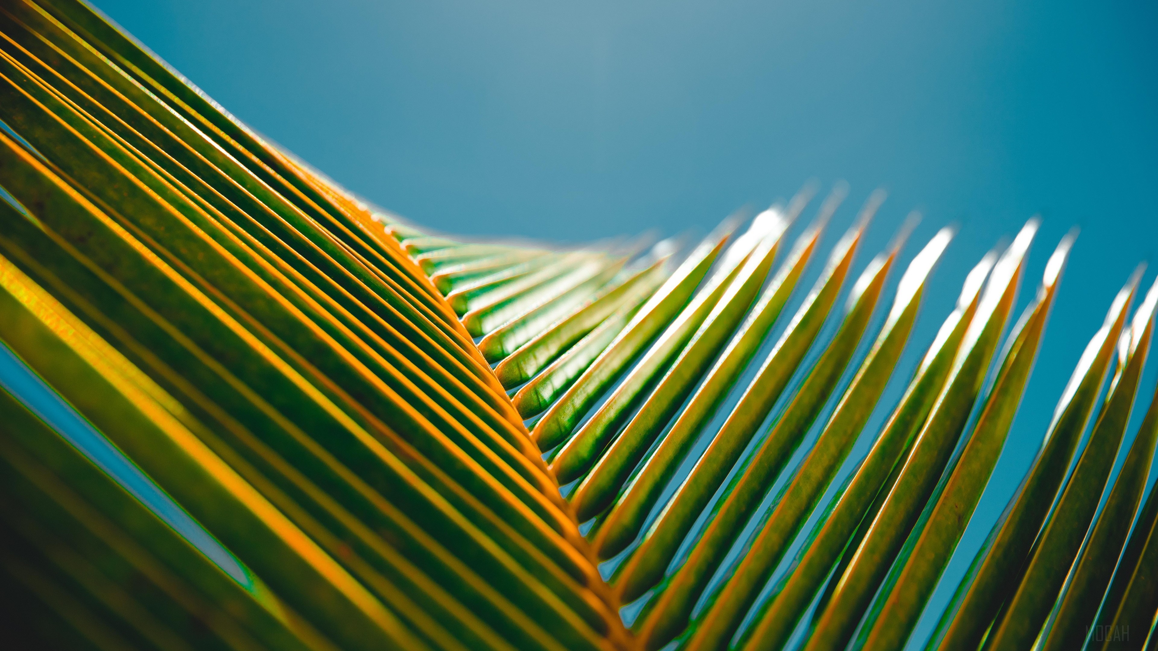 Green Palm Leaves Against Blue Sky 4K HD Wallpaper