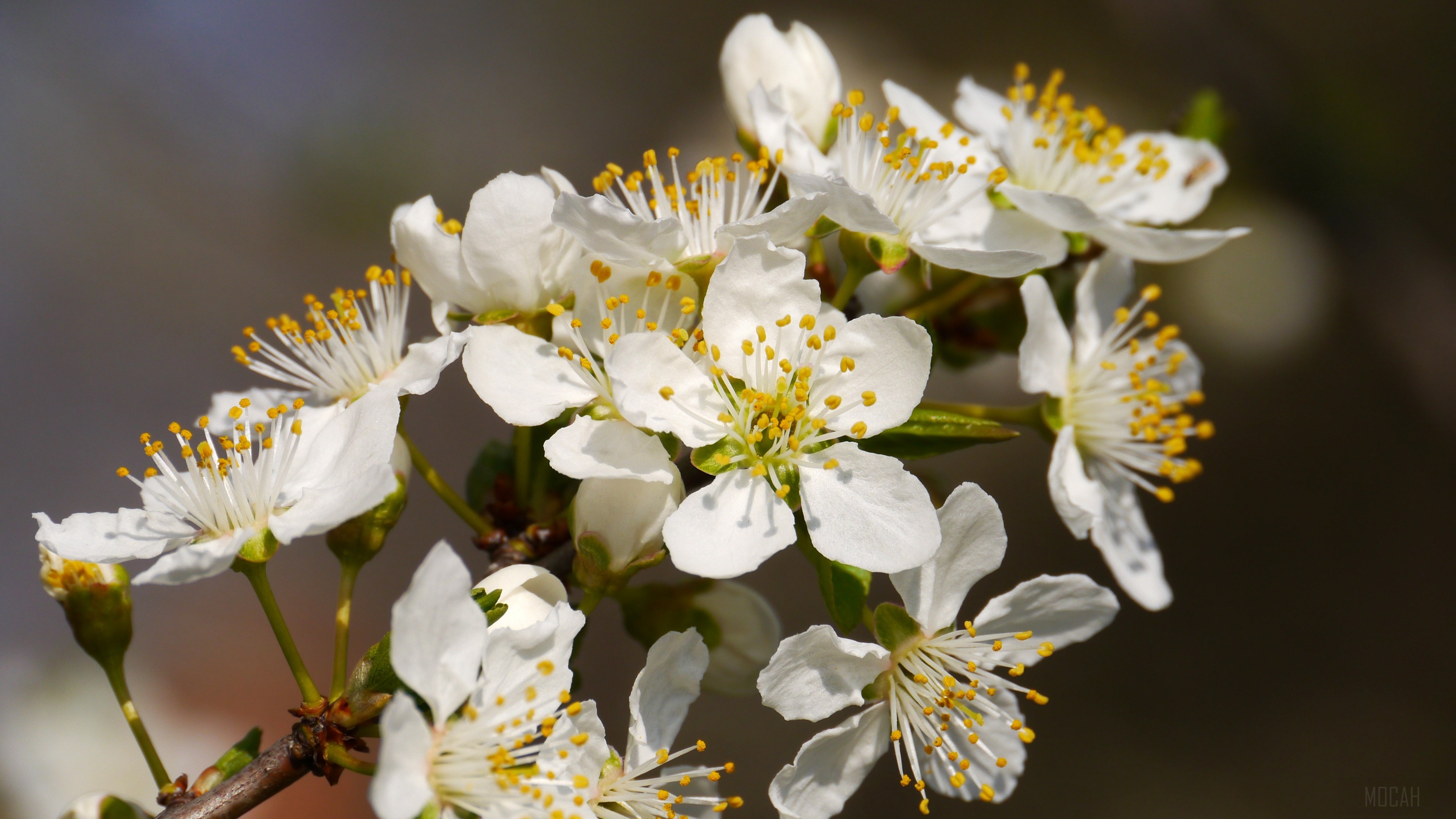 White cherry blossoms on a branch in spring 4K HD Wallpaper
