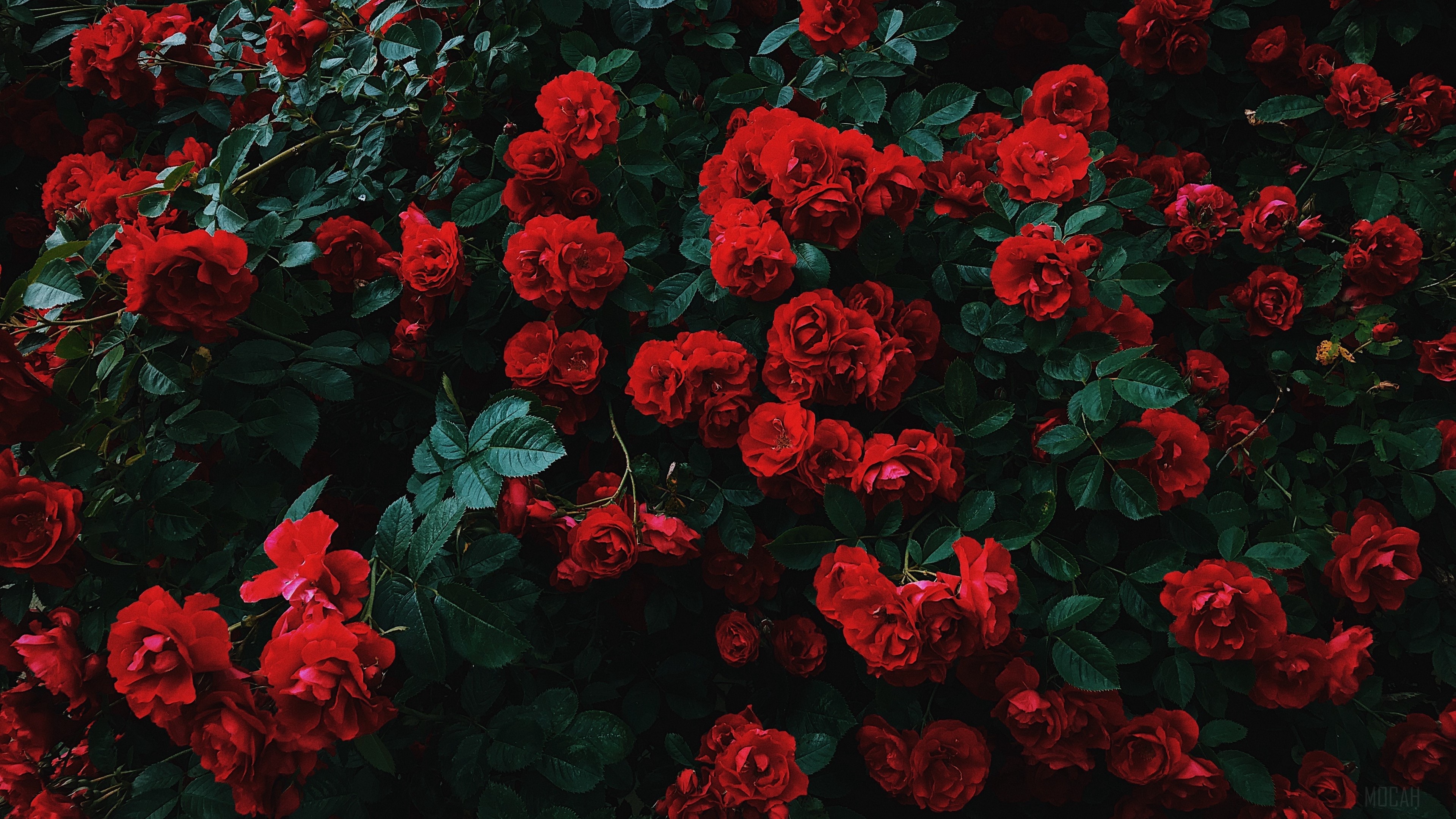 Red roses bush in bloom 4K HD Wallpaper