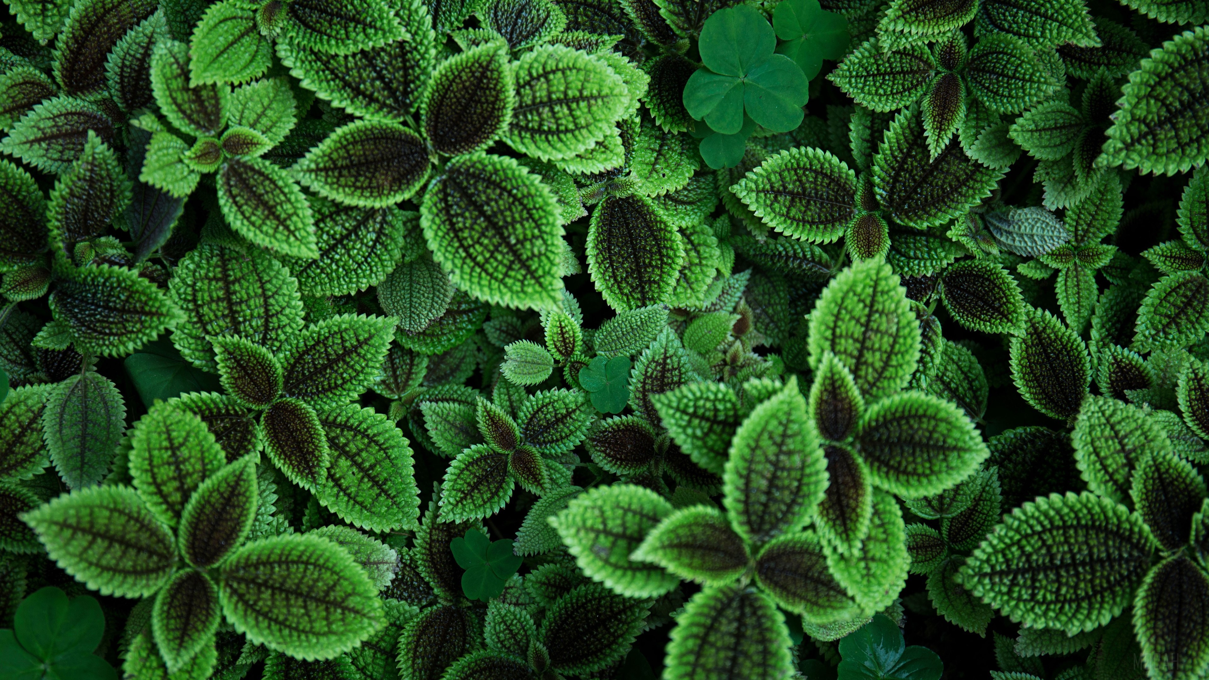 Green Leaves HD Wallpaper