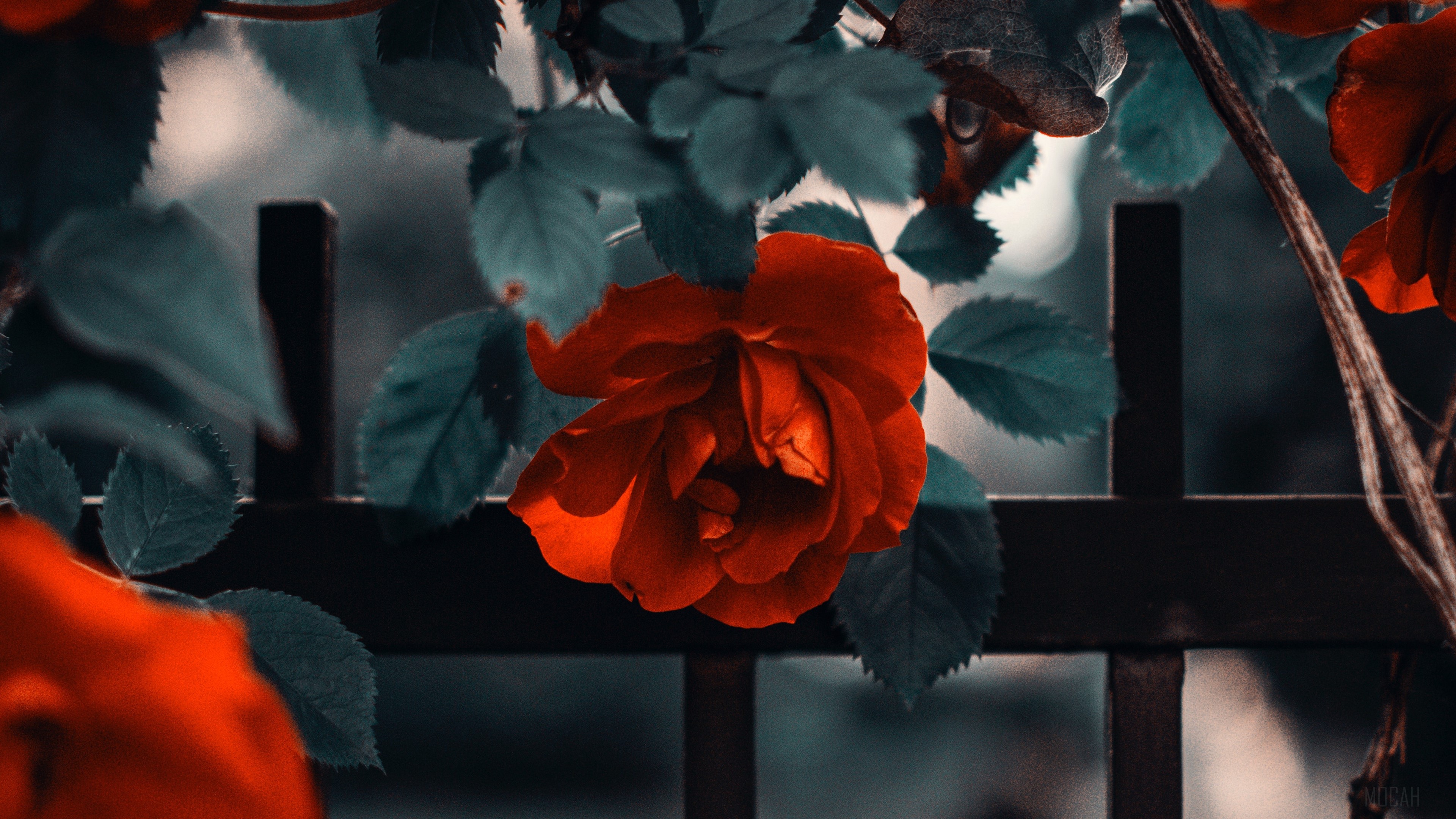 Red rose on a fence HD Wallpaper