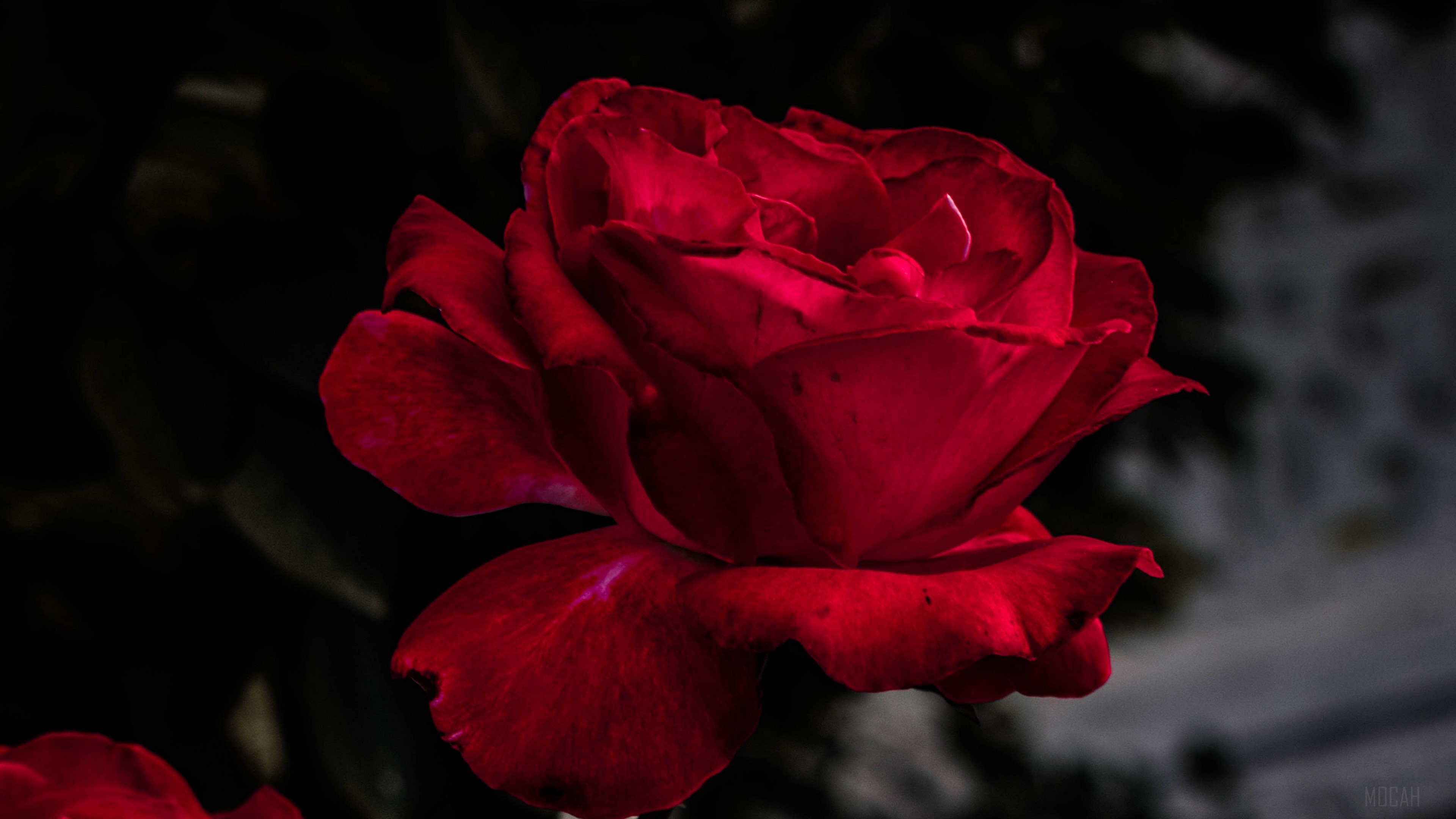 Red Rose in 4K HD Wallpaper
