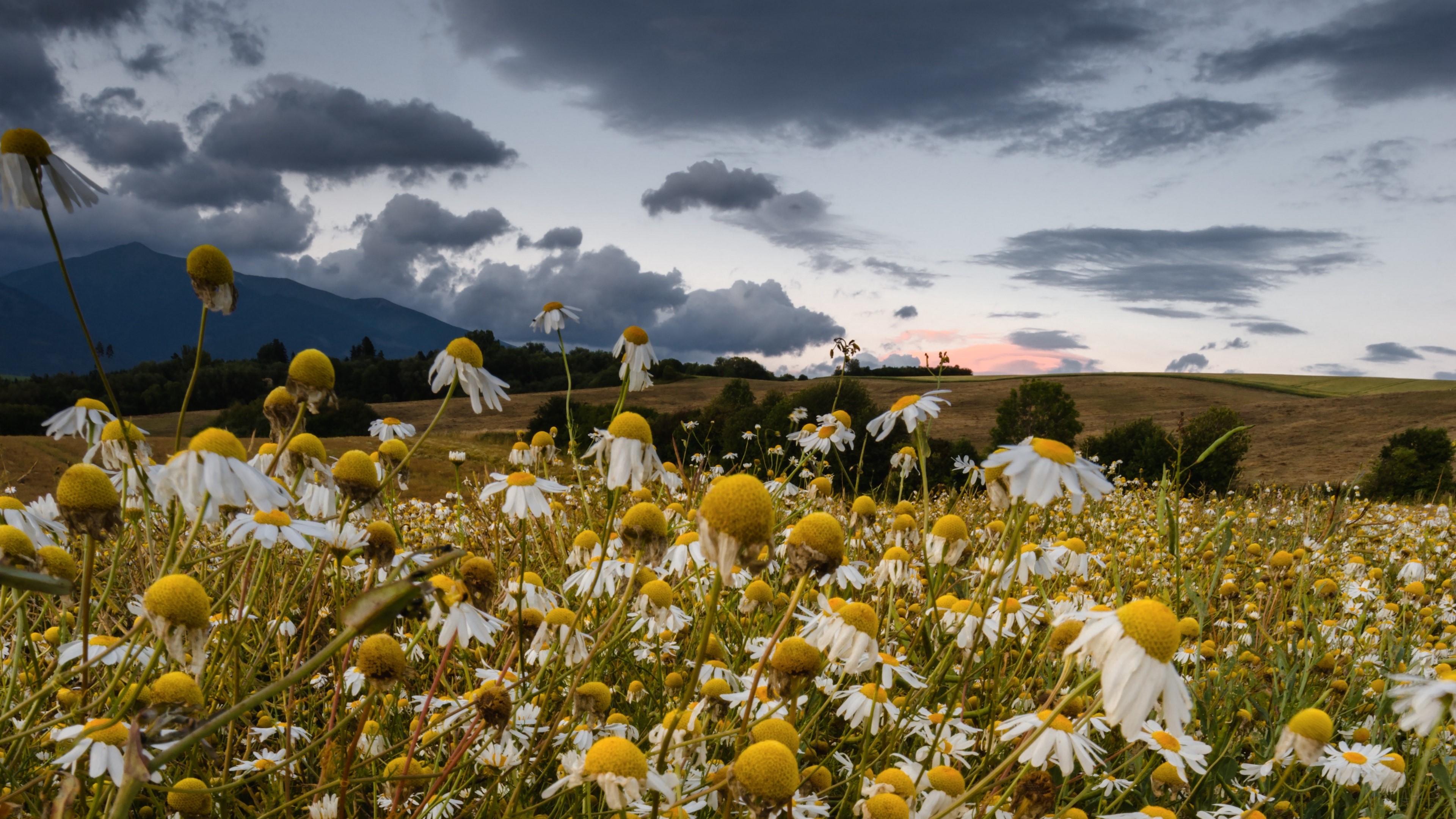 Field of daisies under cloudy summer sky HD Wallpaper