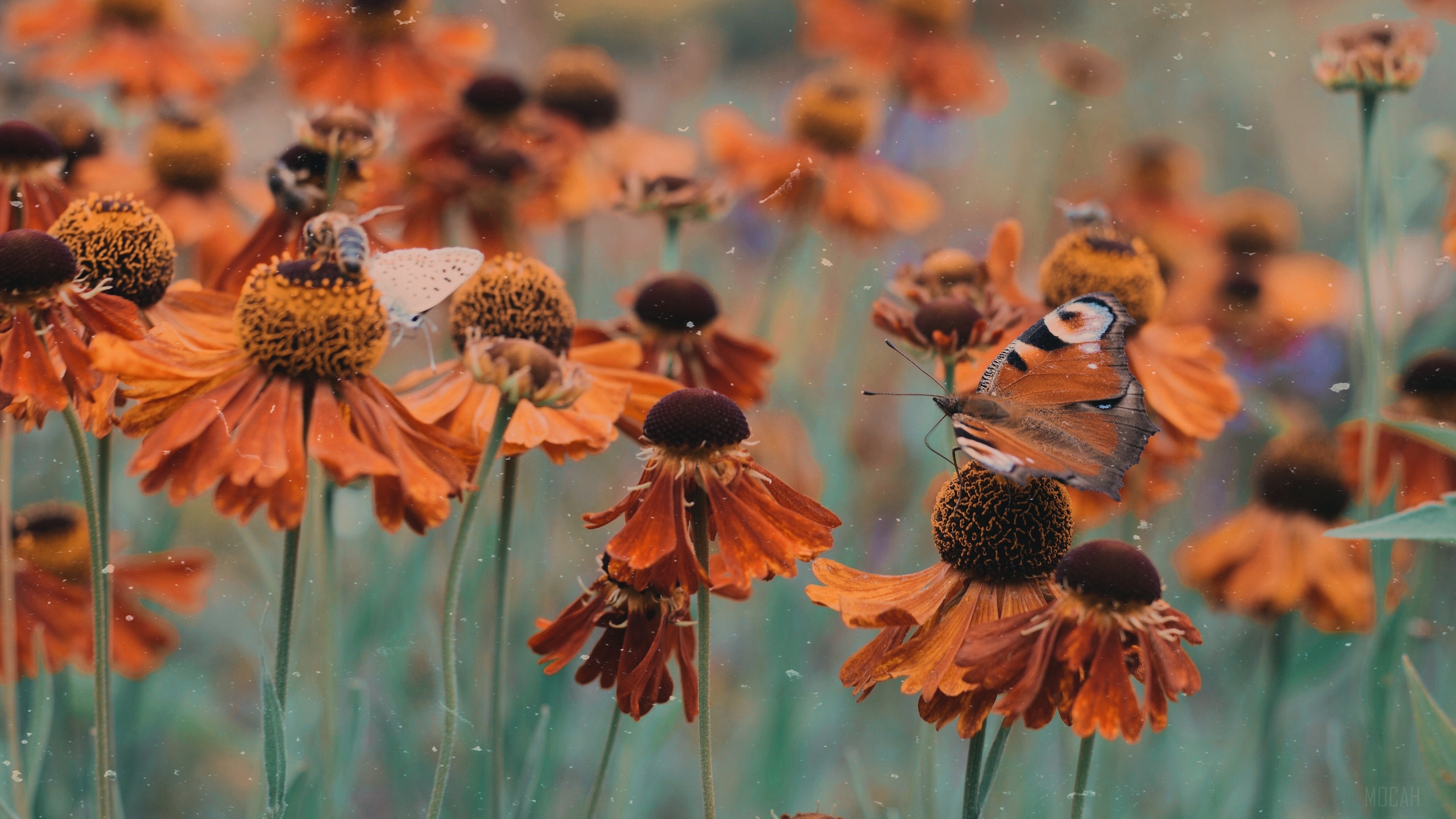 Butterfly and bees on orange flowers in a garden HD Wallpaper