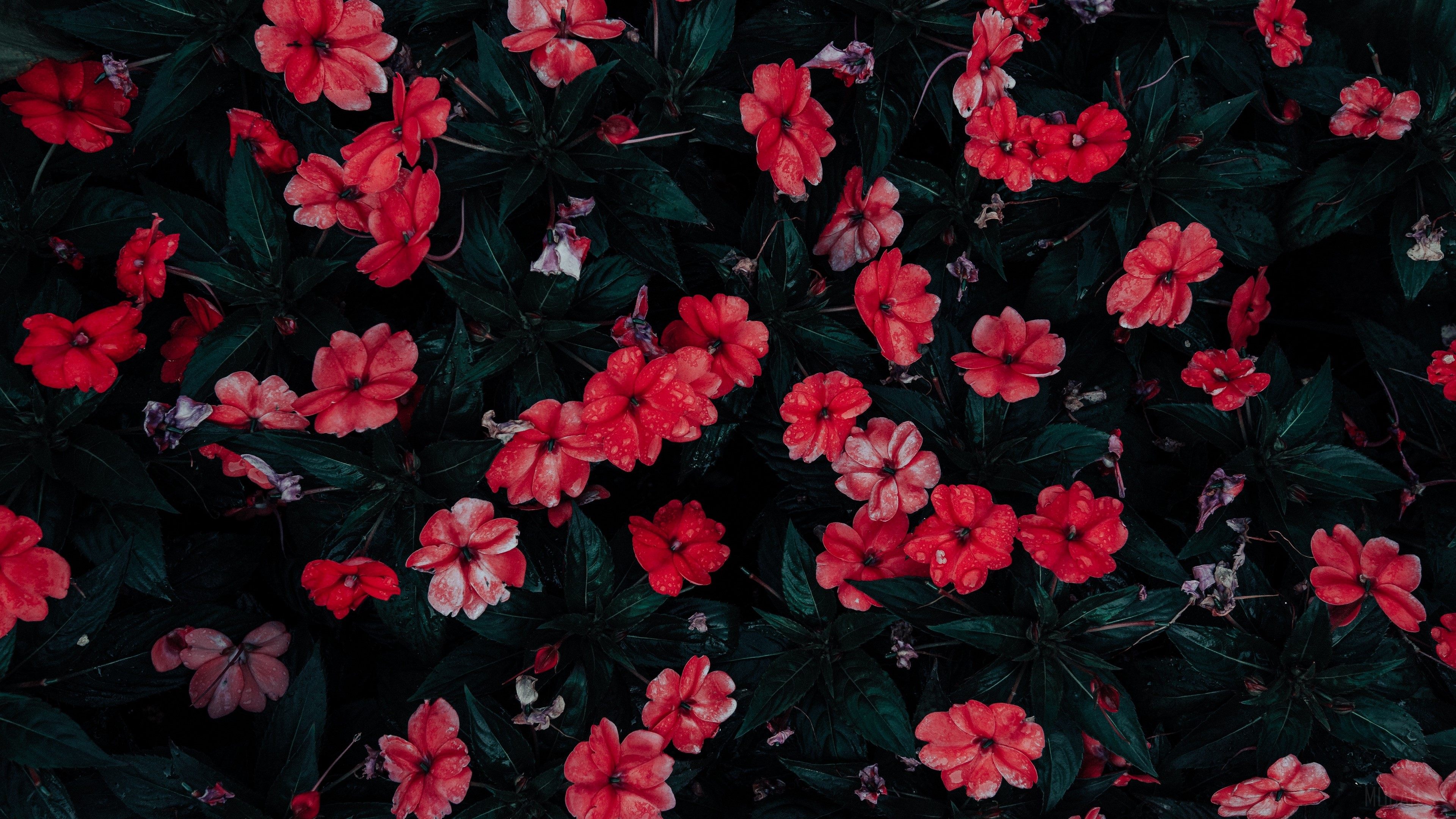Red flowers with water drops on dark green leaves HD Wallpaper