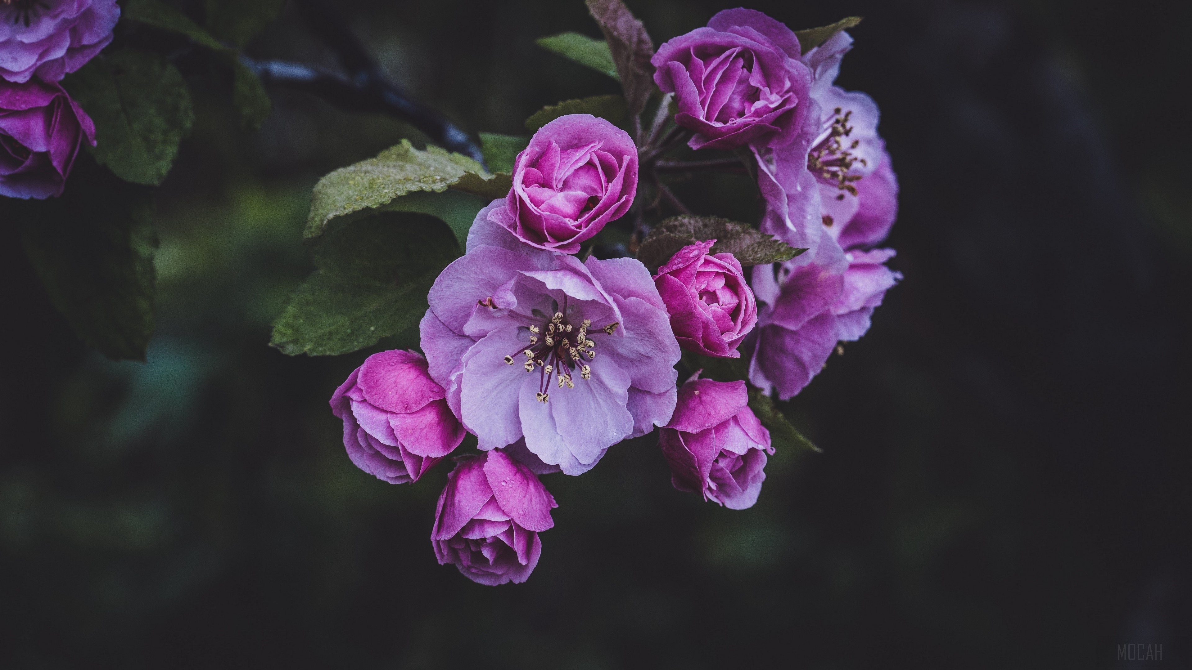 Pink flowers blooming in spring 4K HD Wallpaper