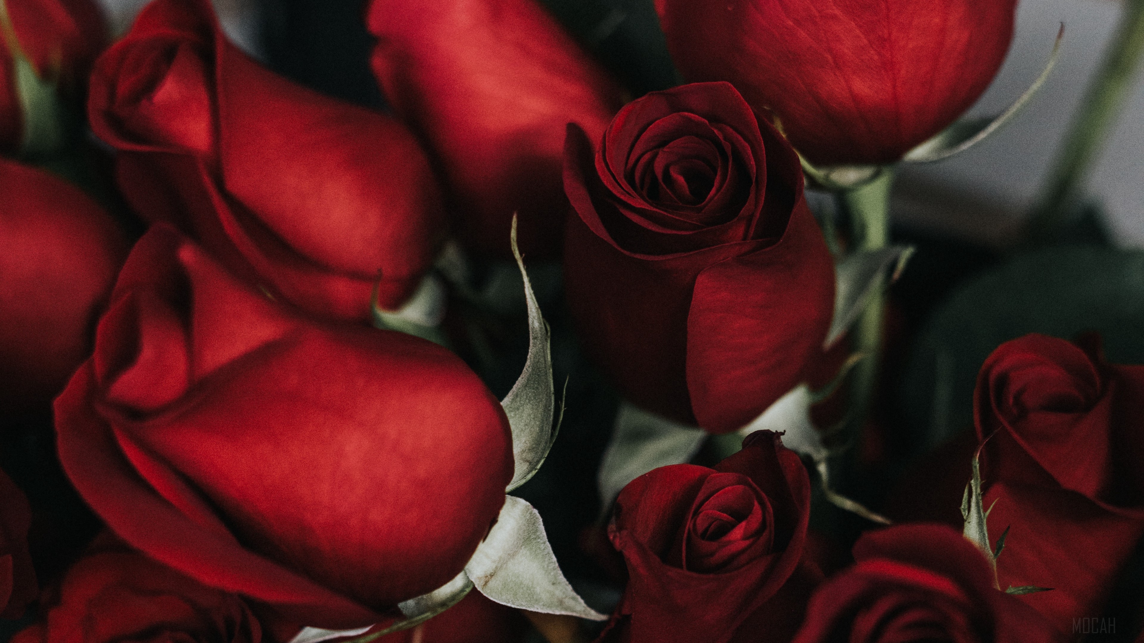 Red roses bouquet 4K HD Wallpaper