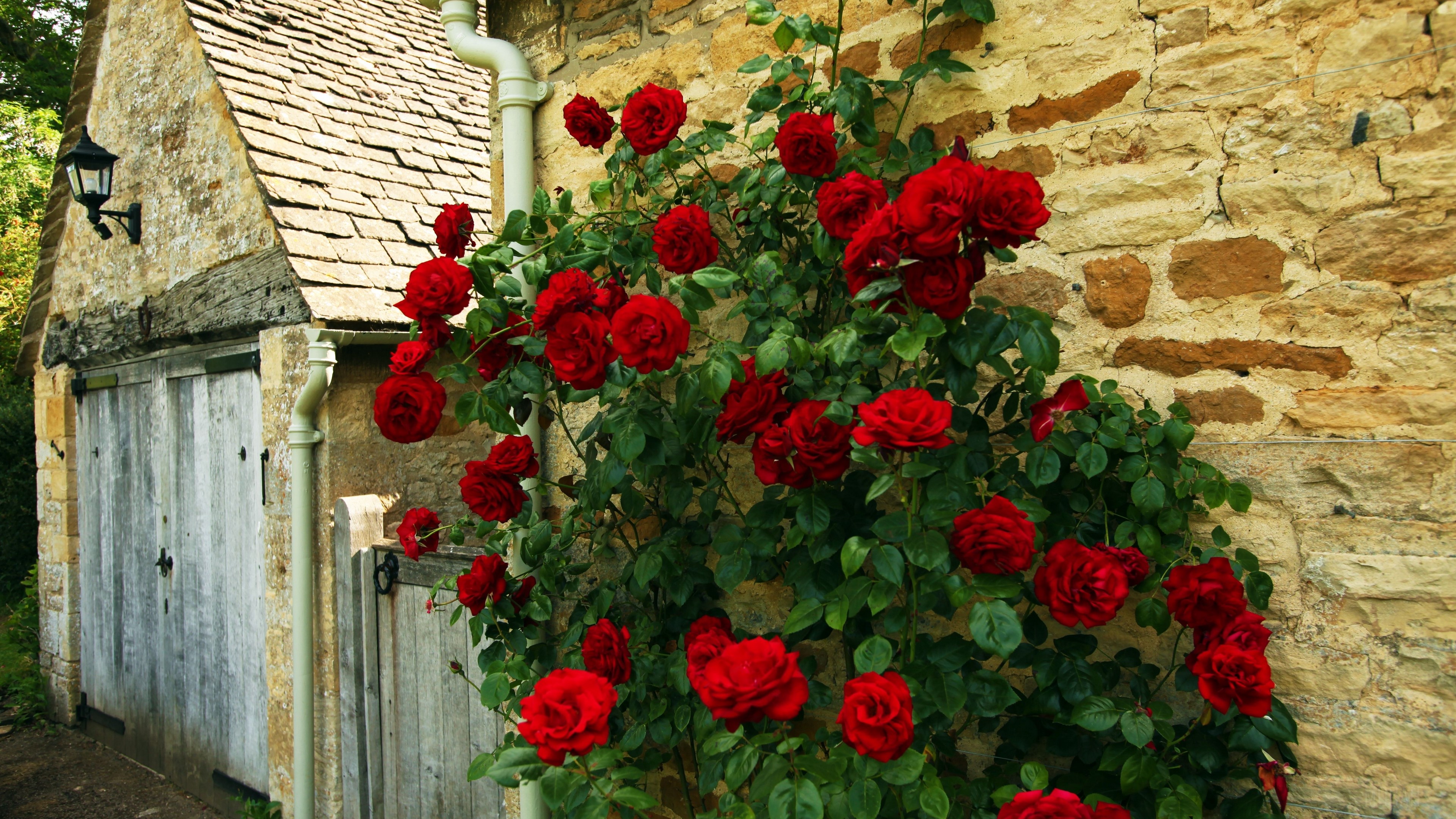 Red roses climbing a stone wall next to a wooden door HD Wallpaper