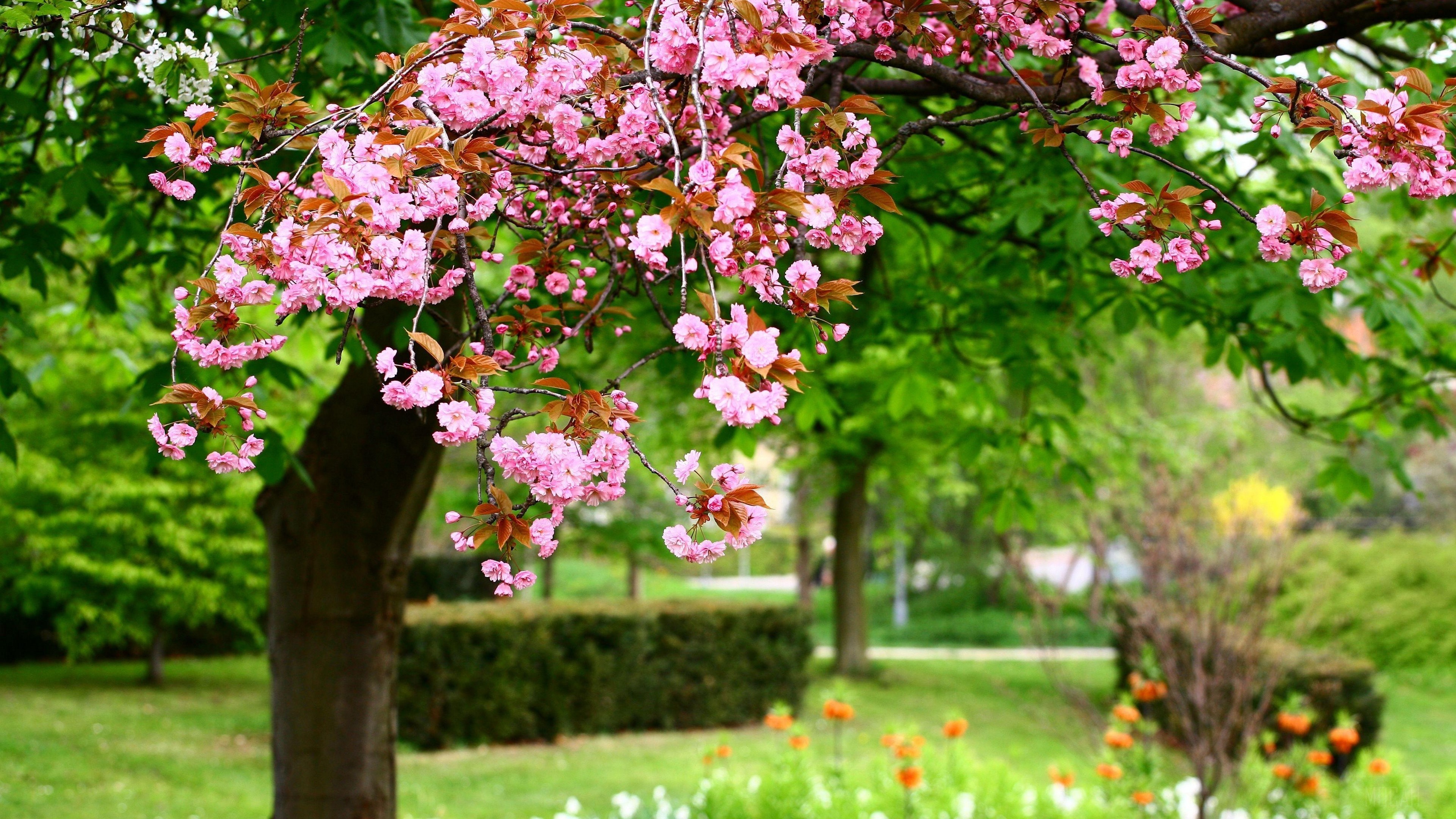 Pink cherry blossoms in a park in spring HD Wallpaper