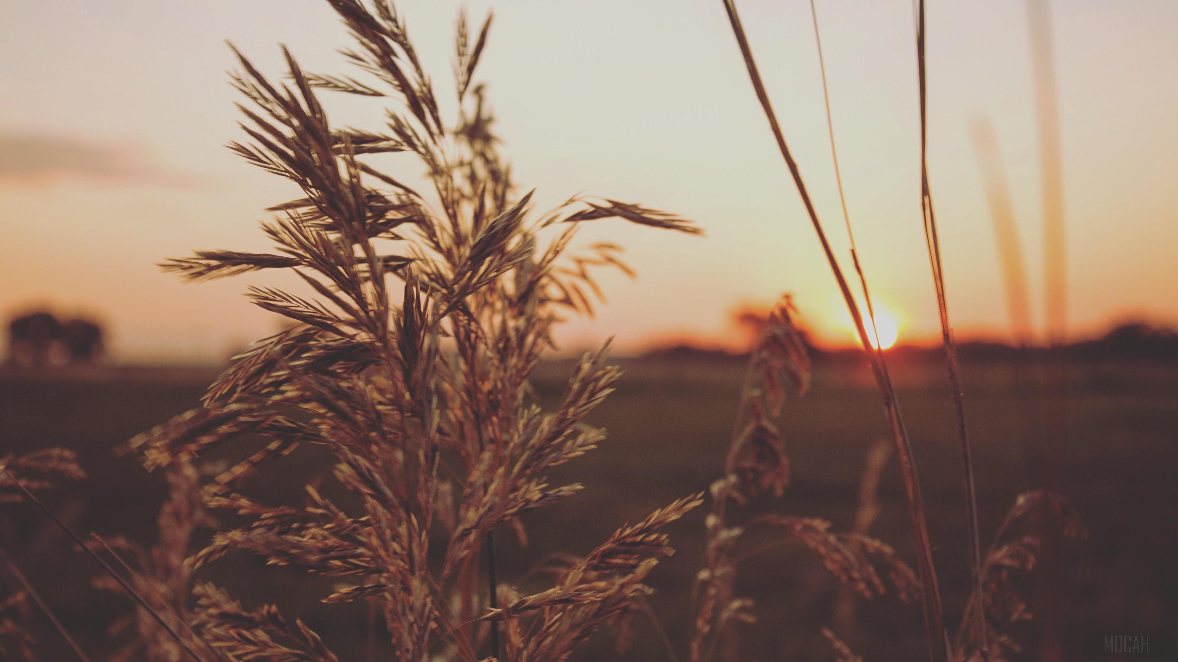 Sunset over a field with tall grass HD Wallpaper