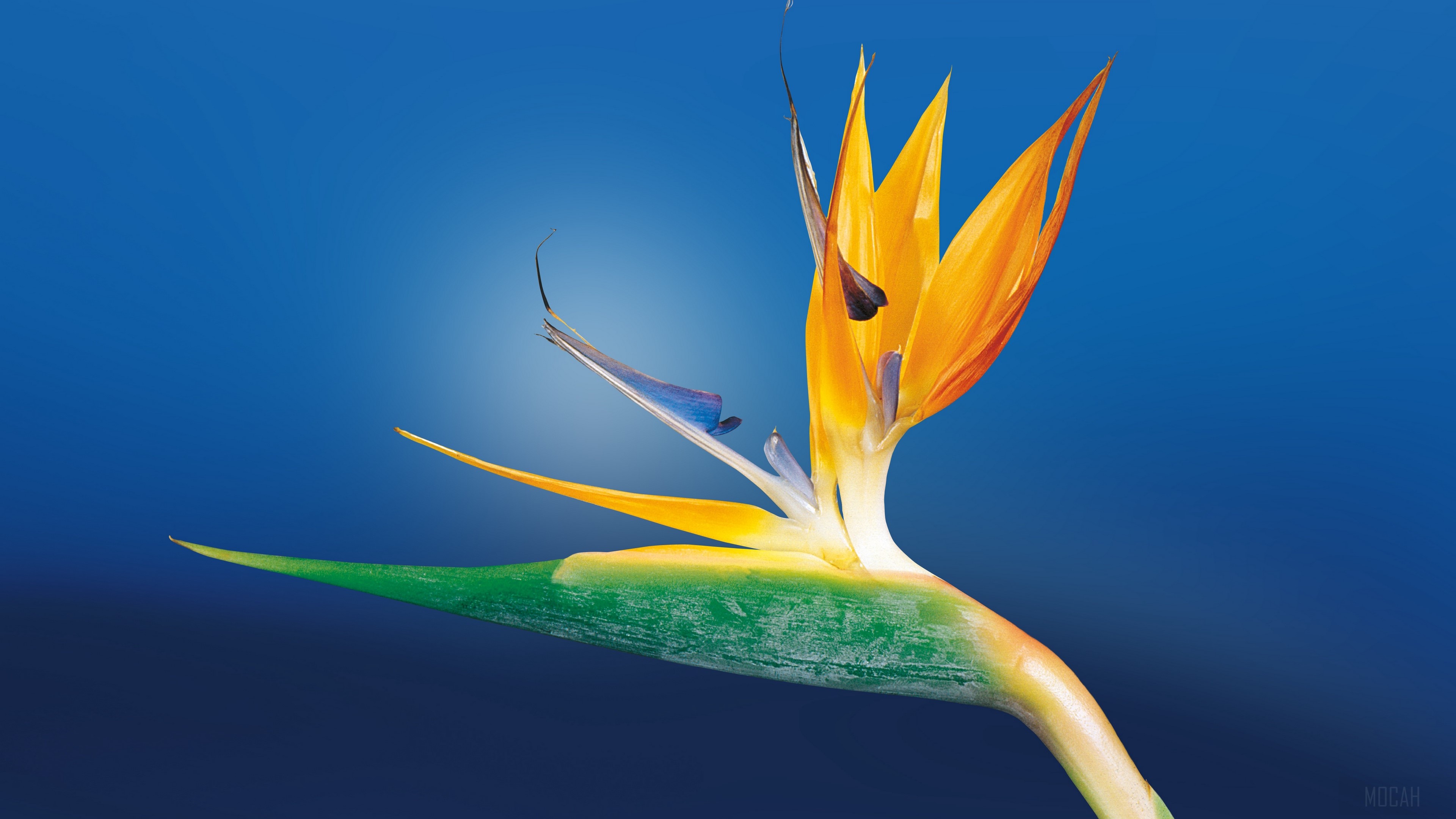 Bird of Paradise flower close-up 4K HD Wallpaper
