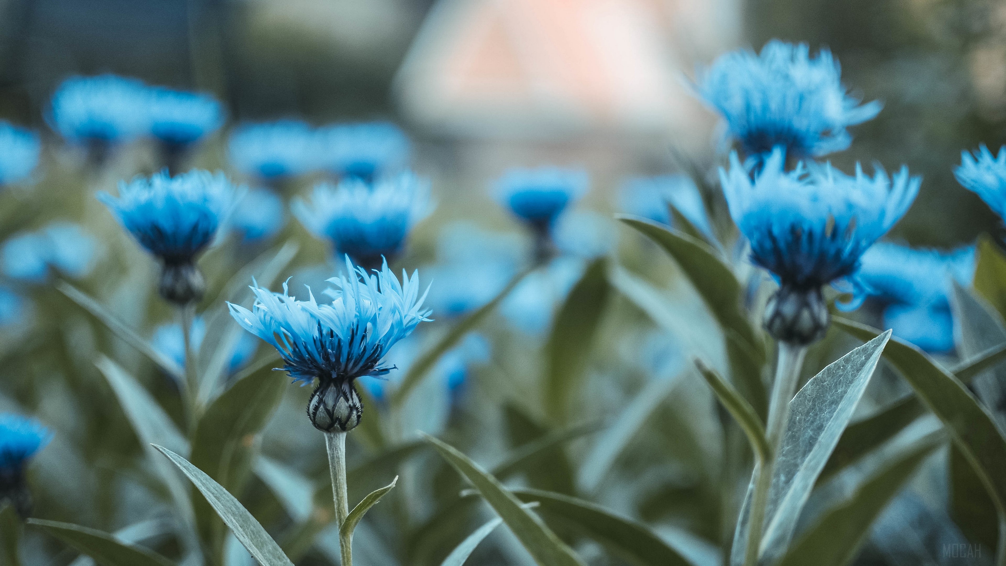 Blue Cornflowers in a Field 4K HD Wallpaper