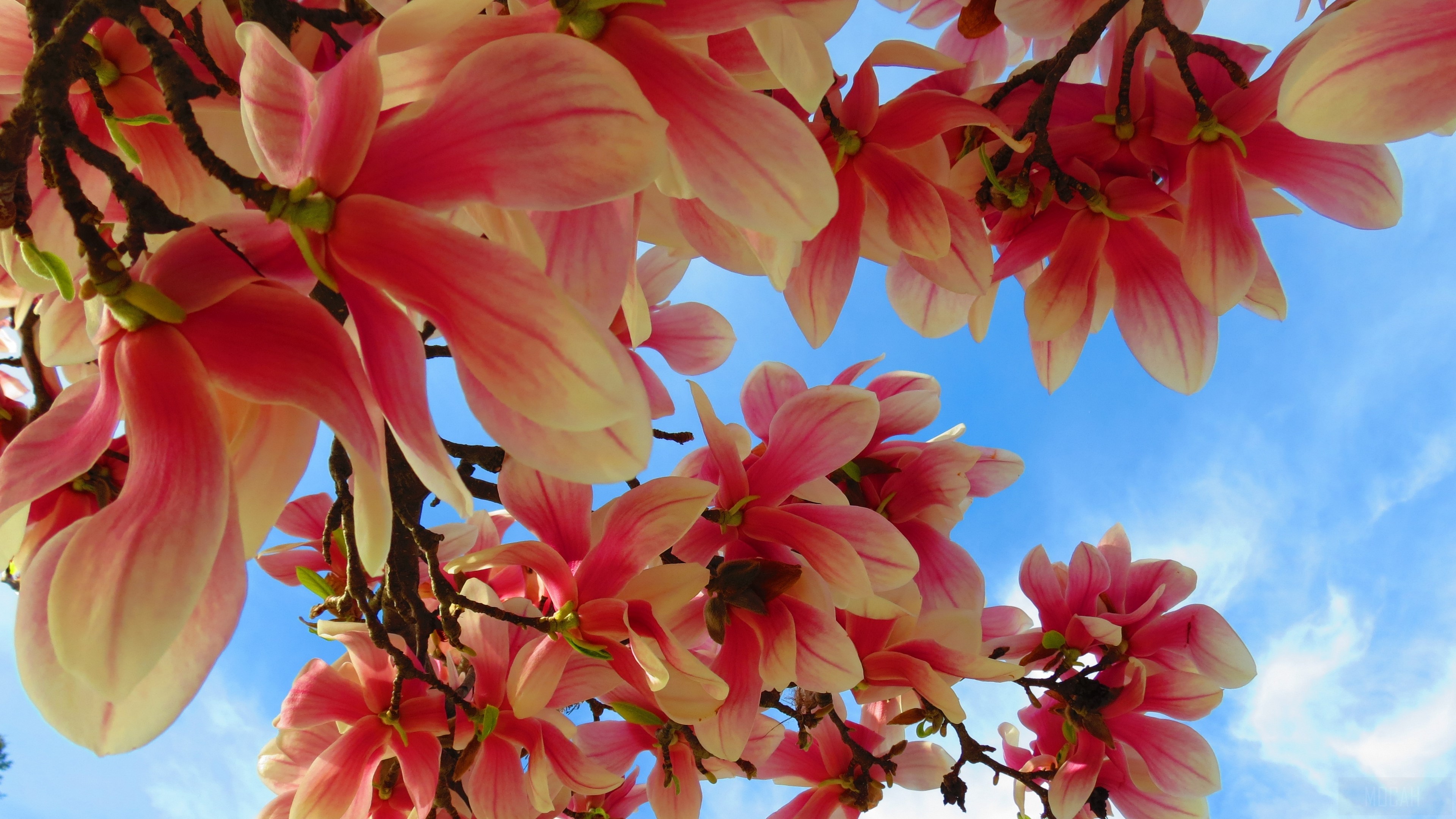 Pink Magnolia flowers on a branch against blue sky 4K HD Wallpaper
