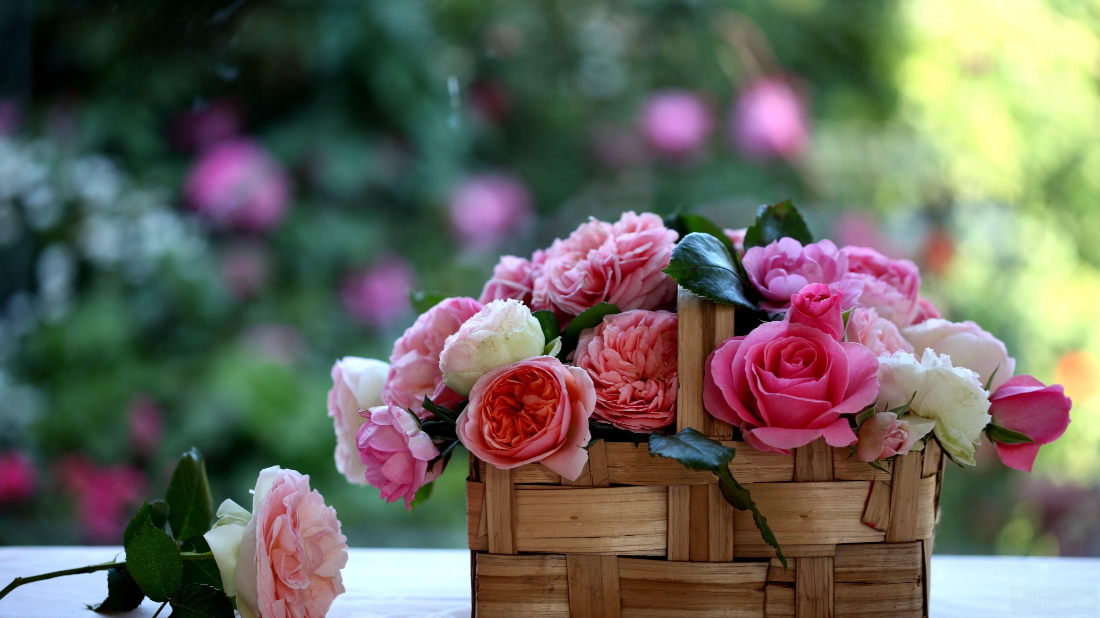 Basket of pink roses with blurred garden background 4K HD Wallpaper