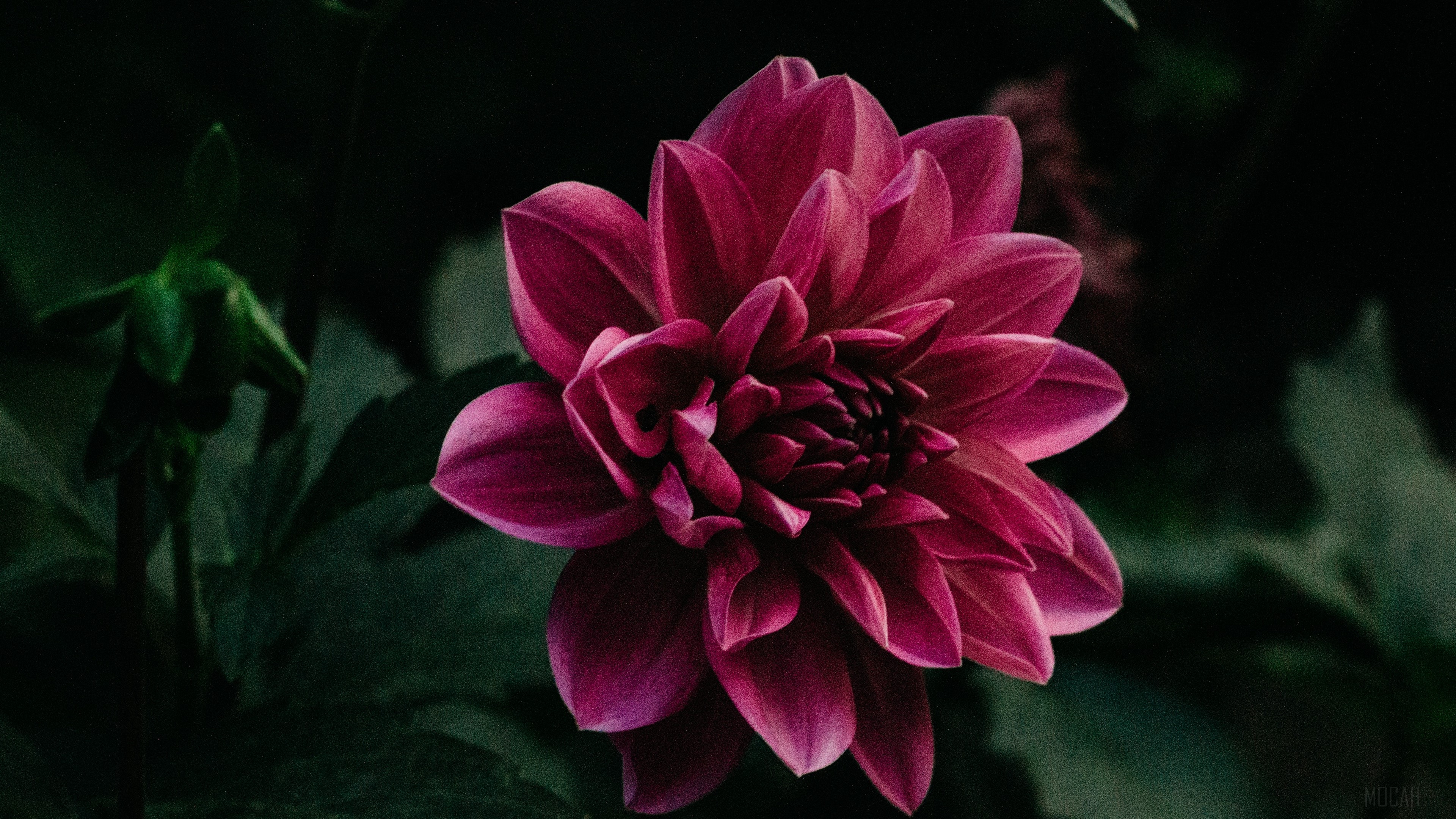 Purple Dahlia Flower 4K HD Wallpaper