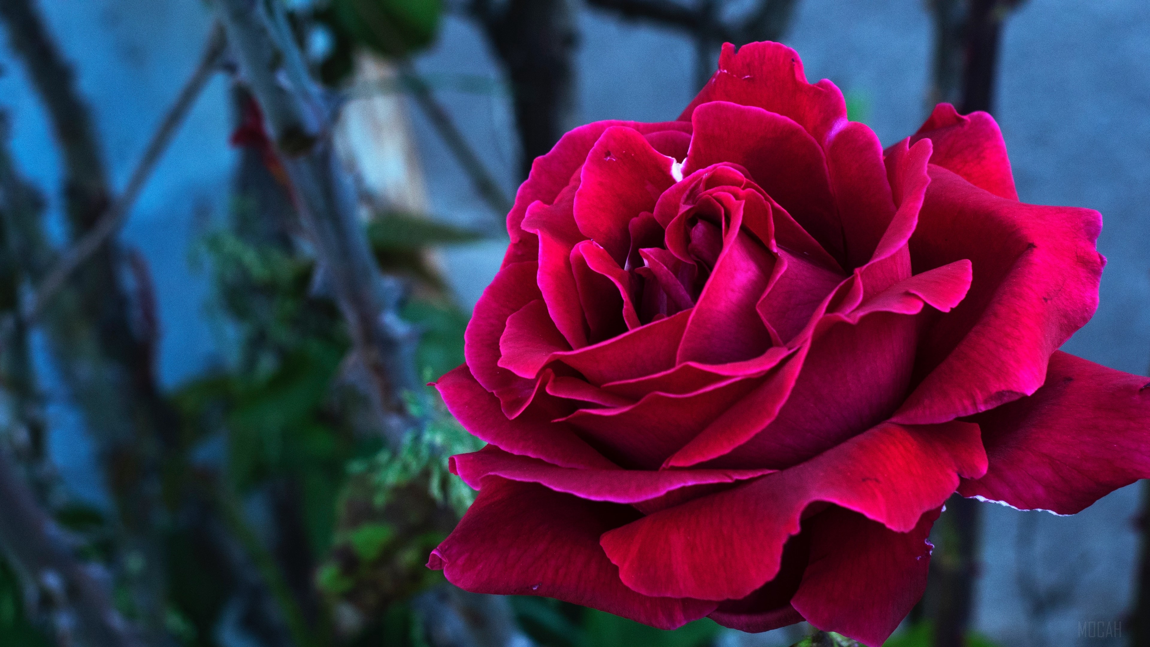 Close-up of a deep red rose in bloom HD Wallpaper