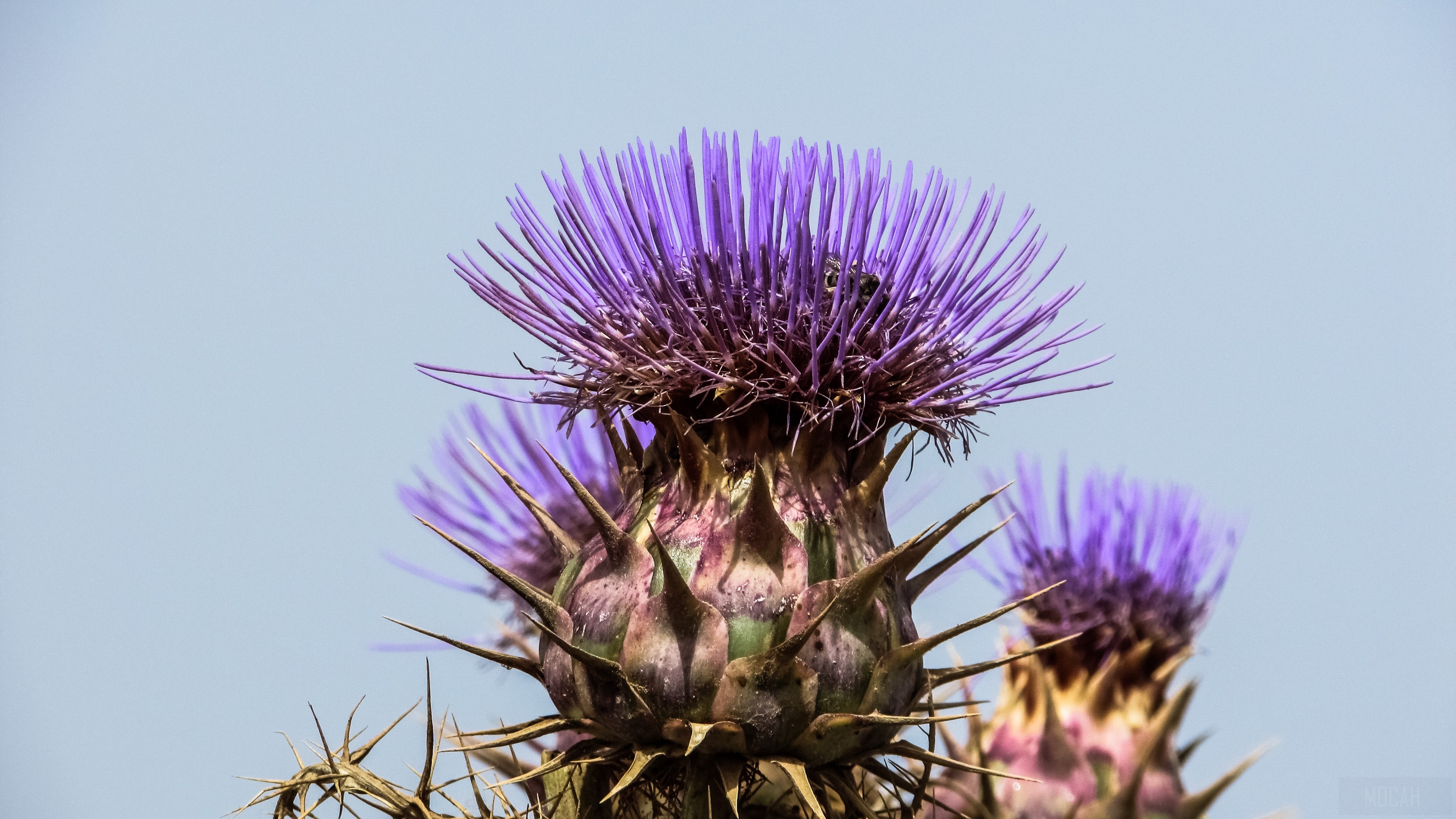 Close-up of a purple Spanish artichoke flower HD Wallpaper