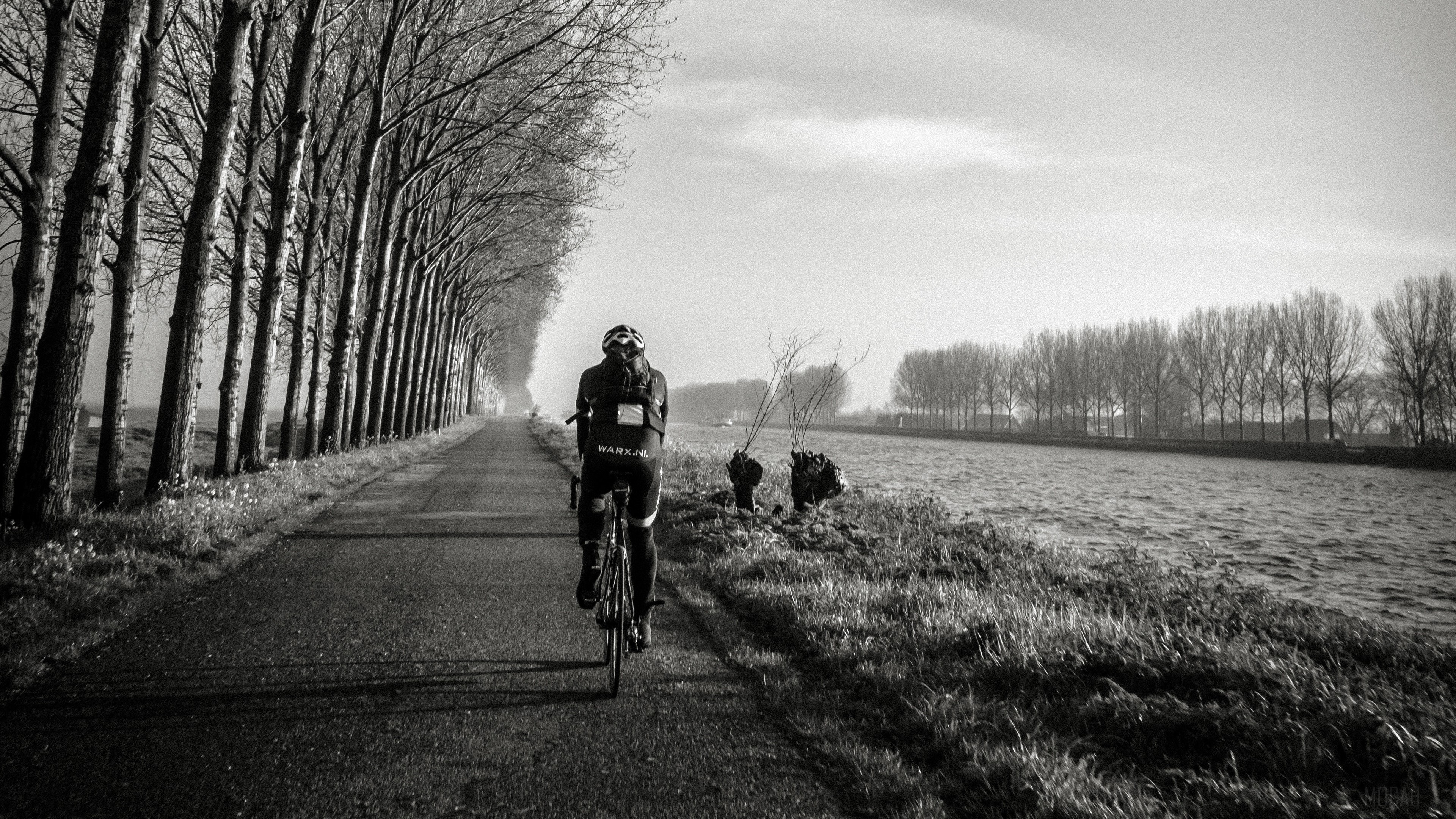 Bicyclist on a road lined with trees HD Wallpaper
