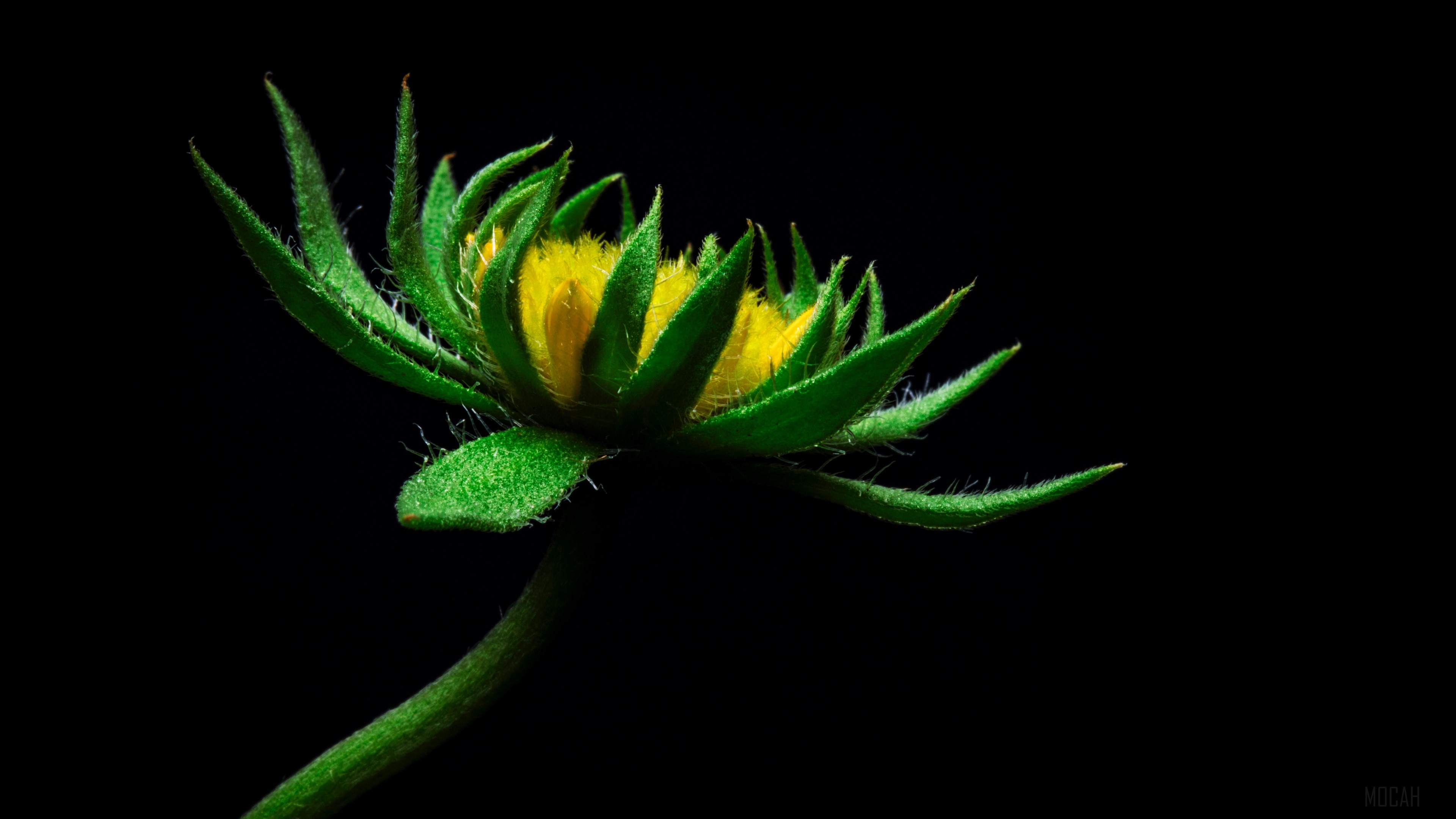 Yellow flower bud with green sepals, 4K HD Wallpaper