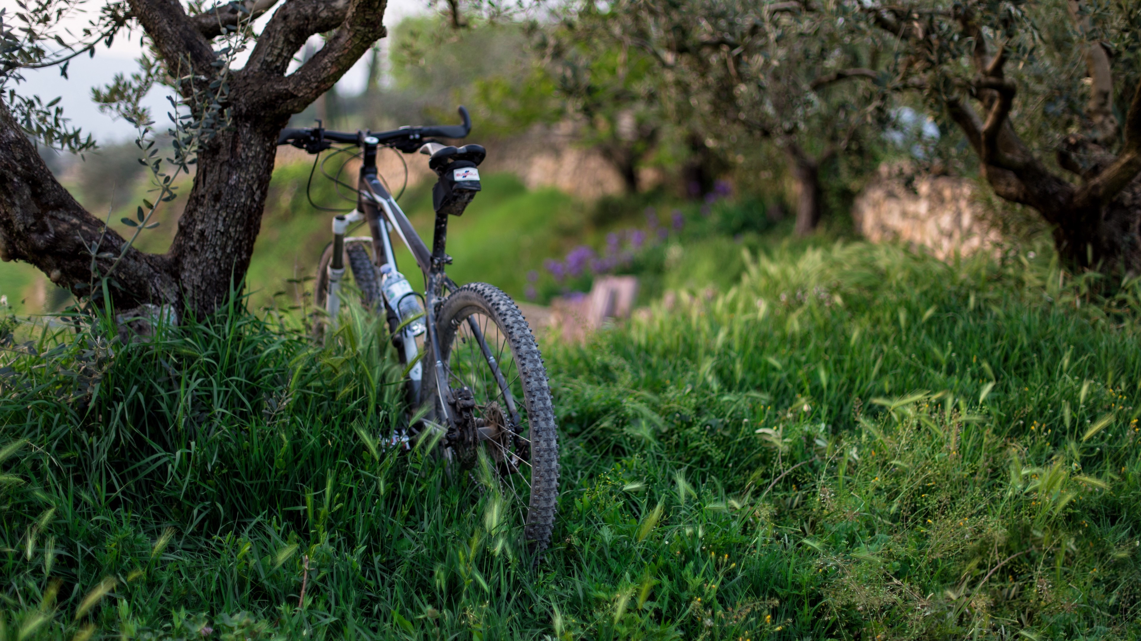 Mountain bike leaning against a tree in a grassy field HD Wallpaper