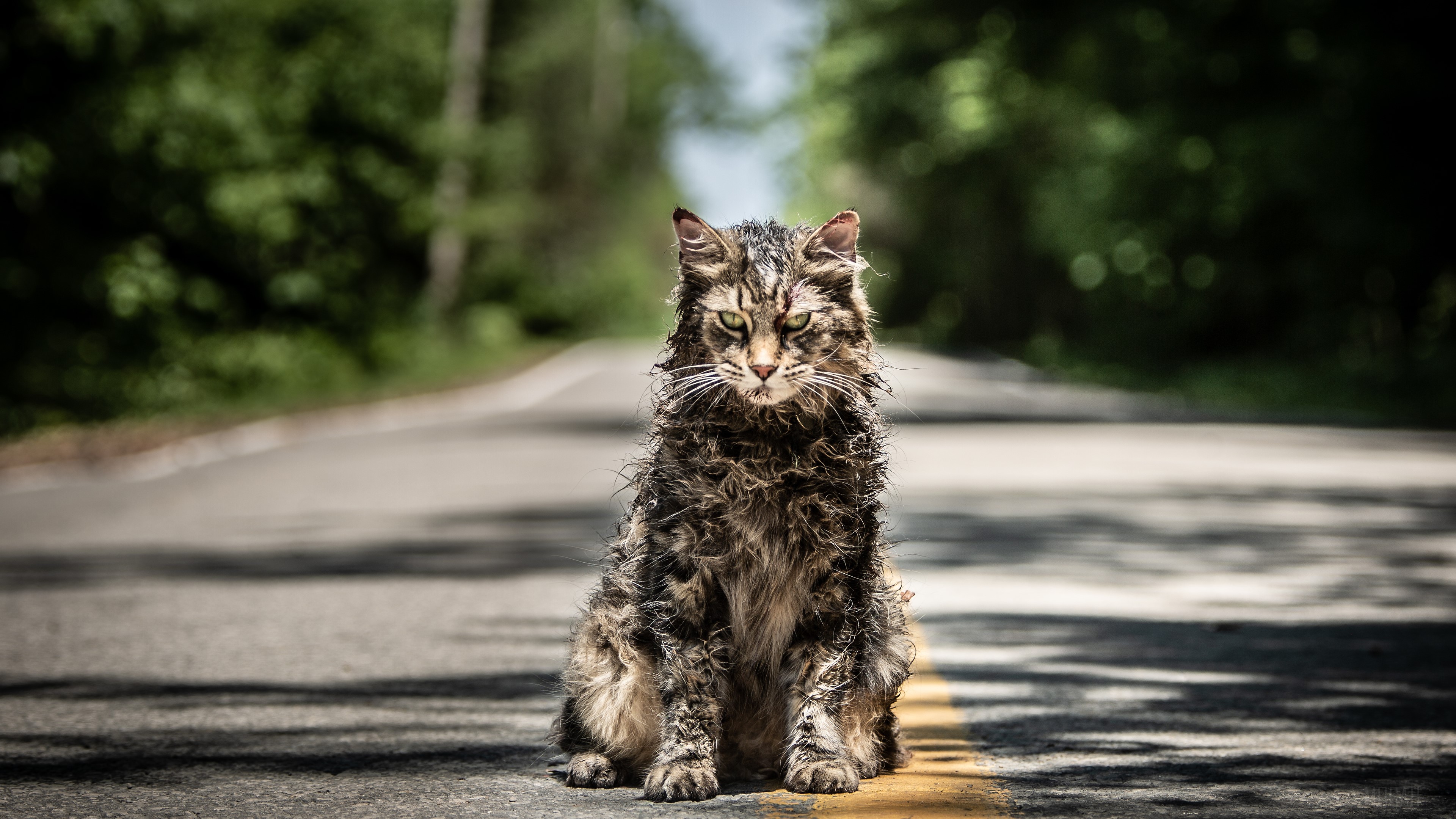 Pet Sematary Movie 4K HD Wallpaper