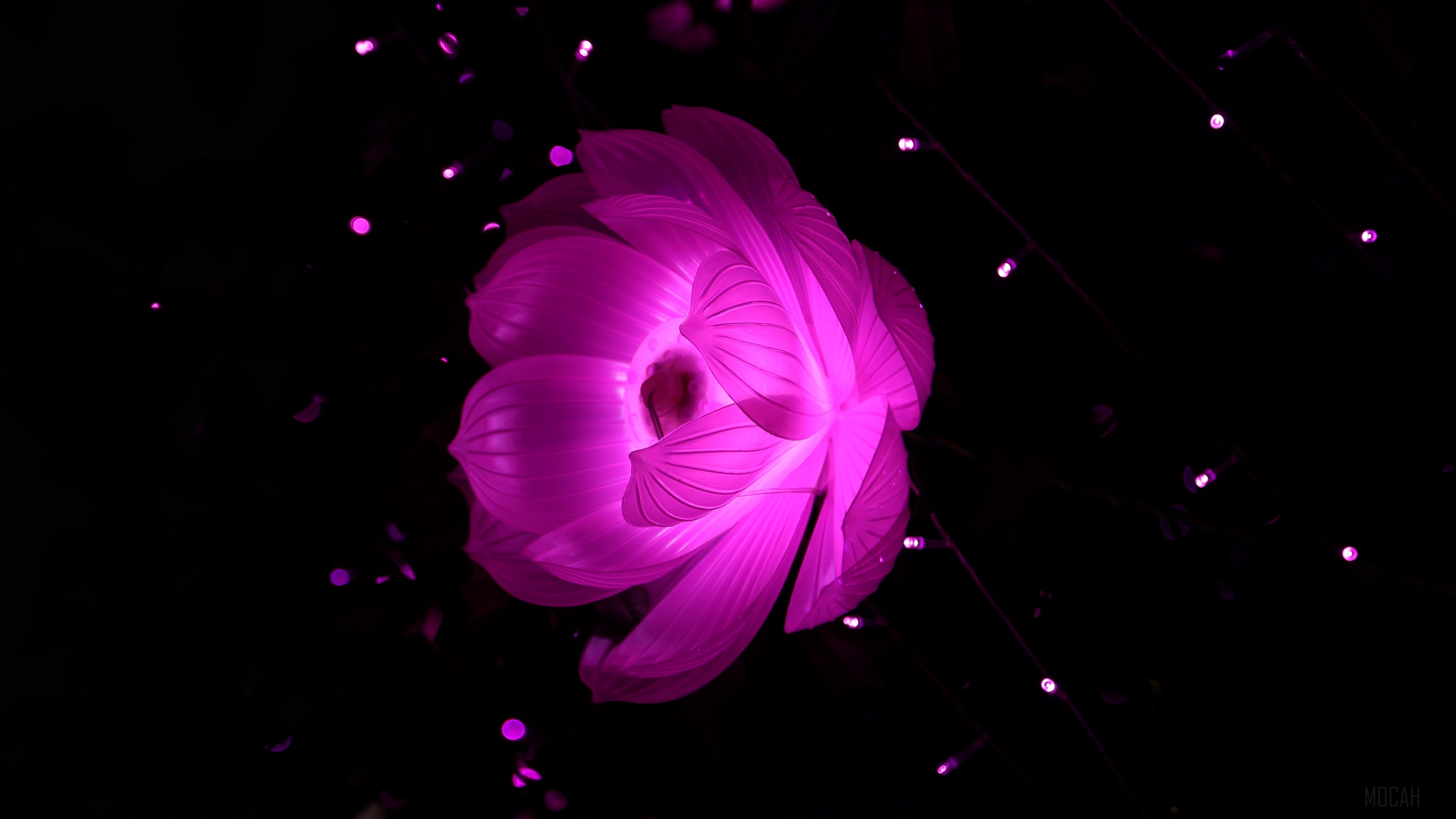 Glowing pink lotus flower with bokeh lights 4K HD Wallpaper