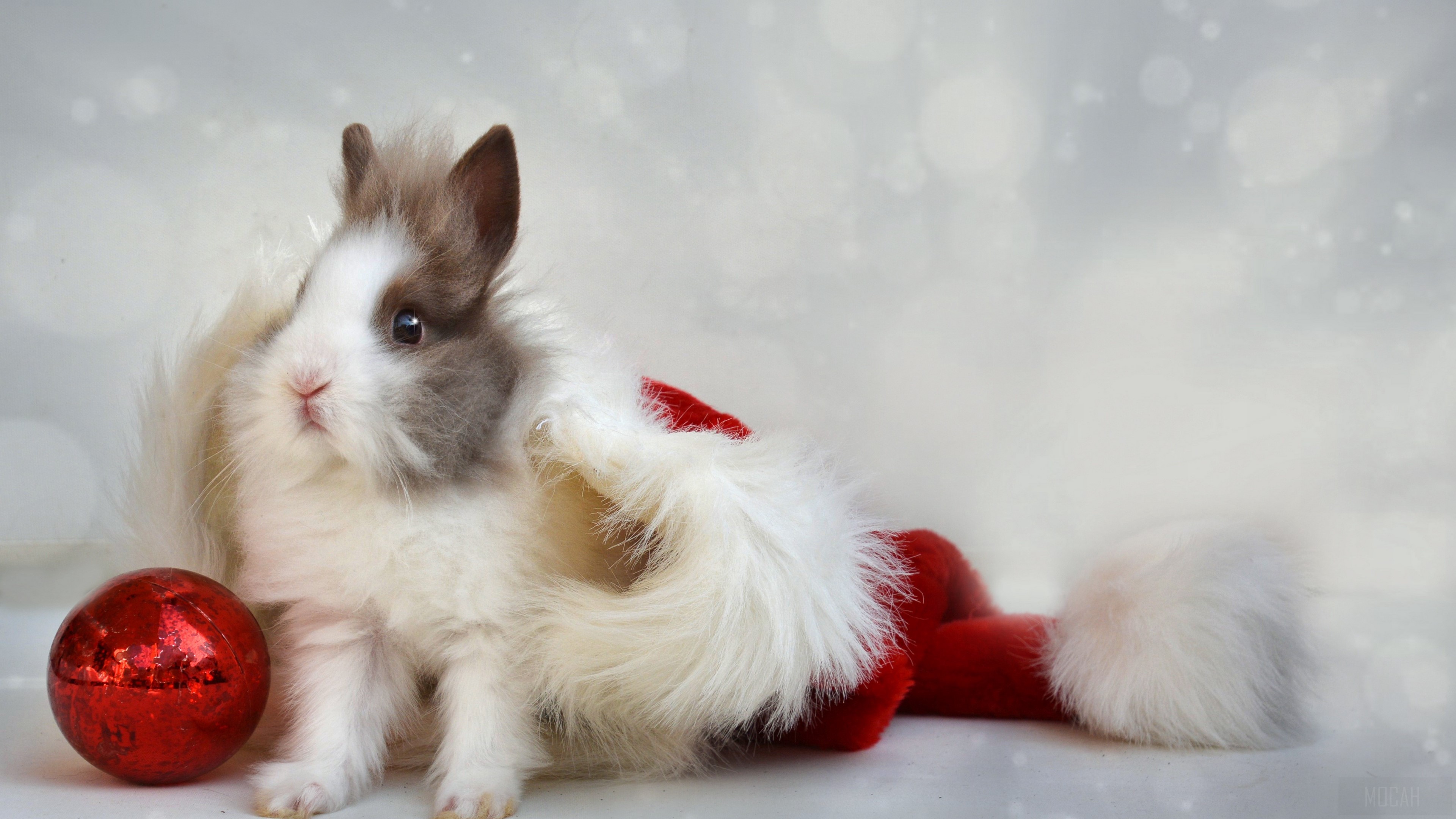 Rabbit in Santa costume with red ornament HD Wallpaper