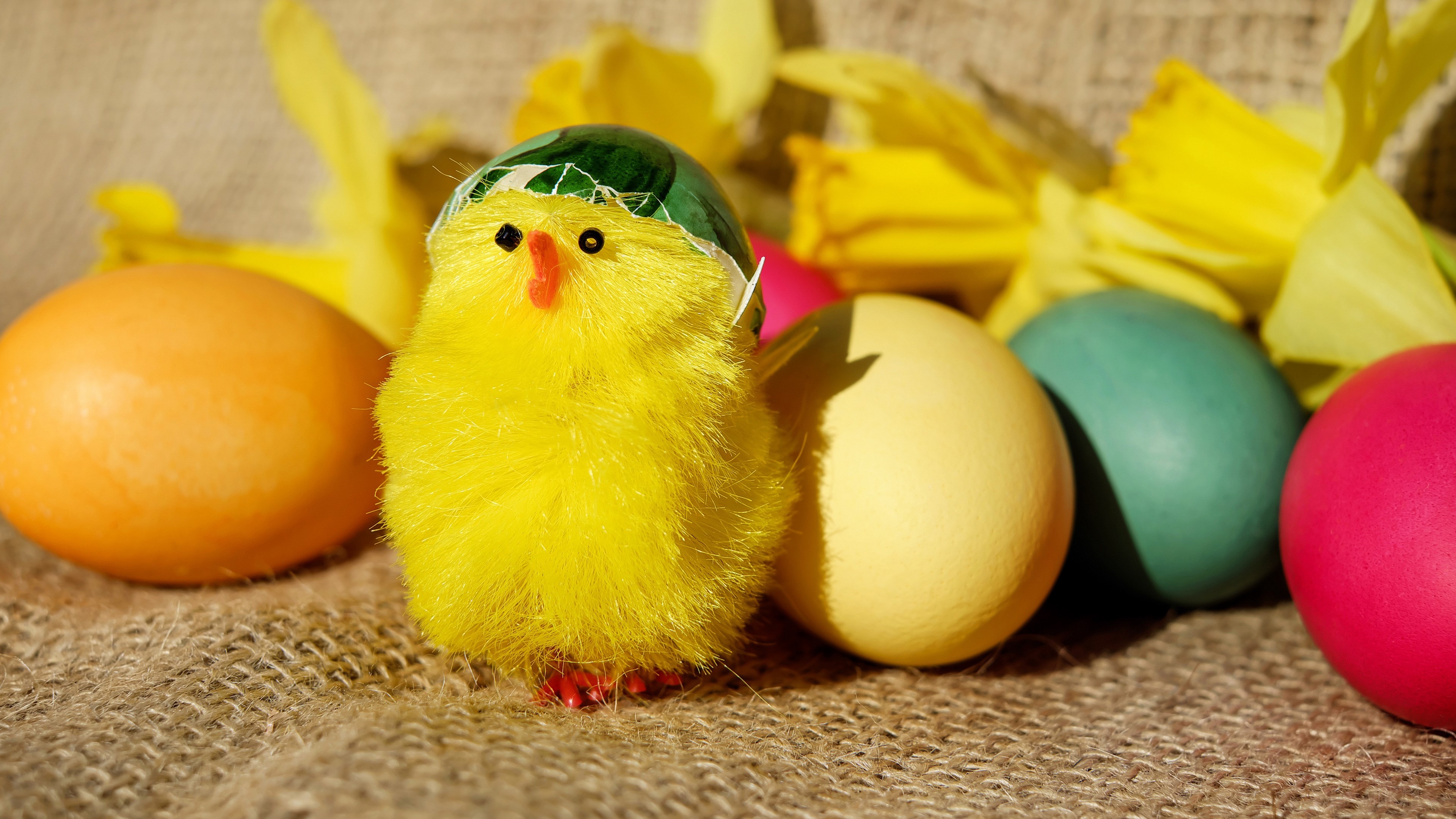 Easter chick with painted eggs and daffodils HD Wallpaper