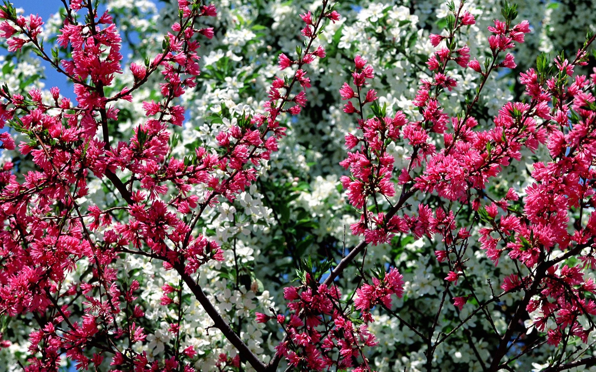 Pink and white flowers on branches HD Wallpaper