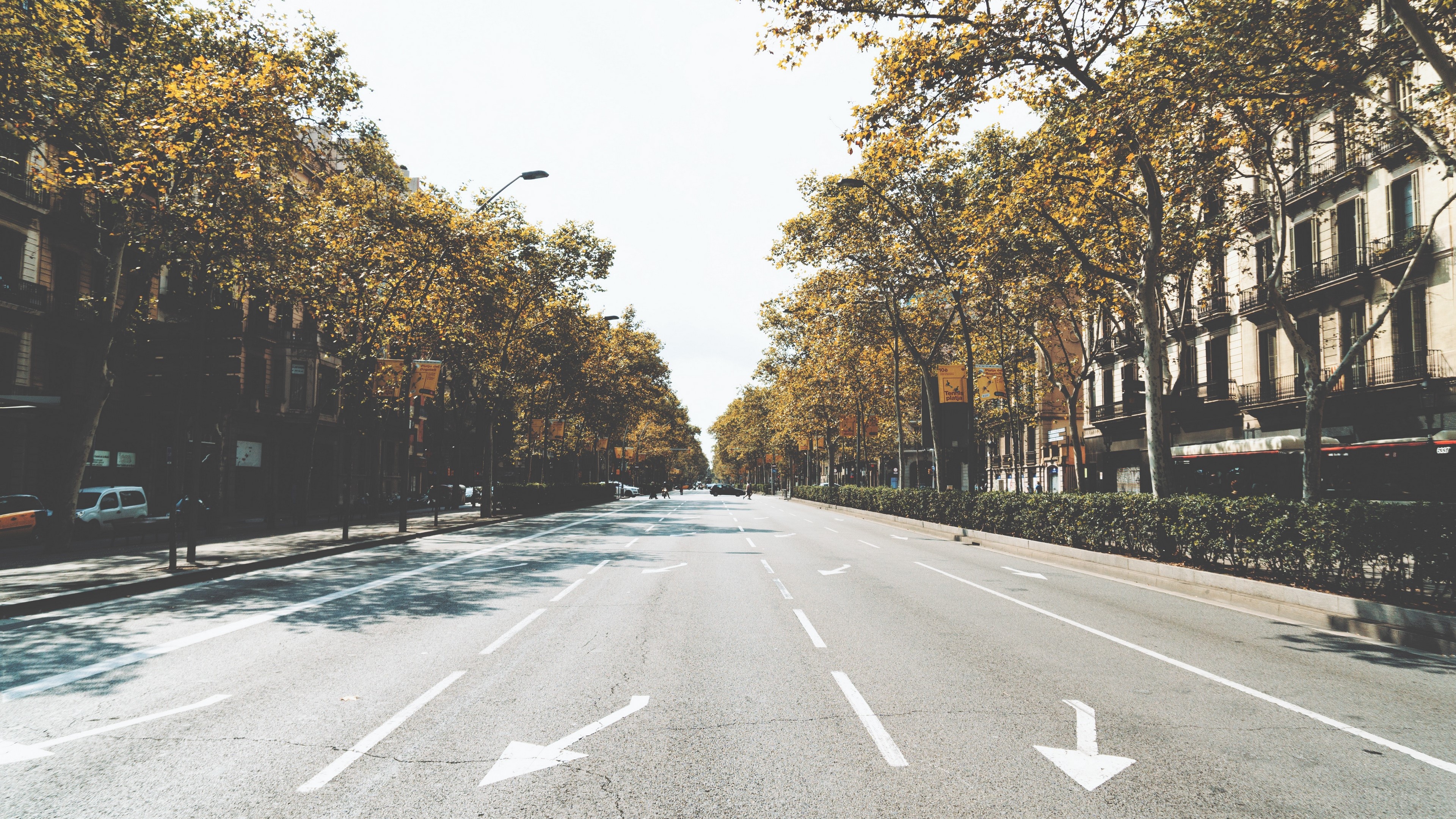 Street with trees and buildings HD Wallpaper