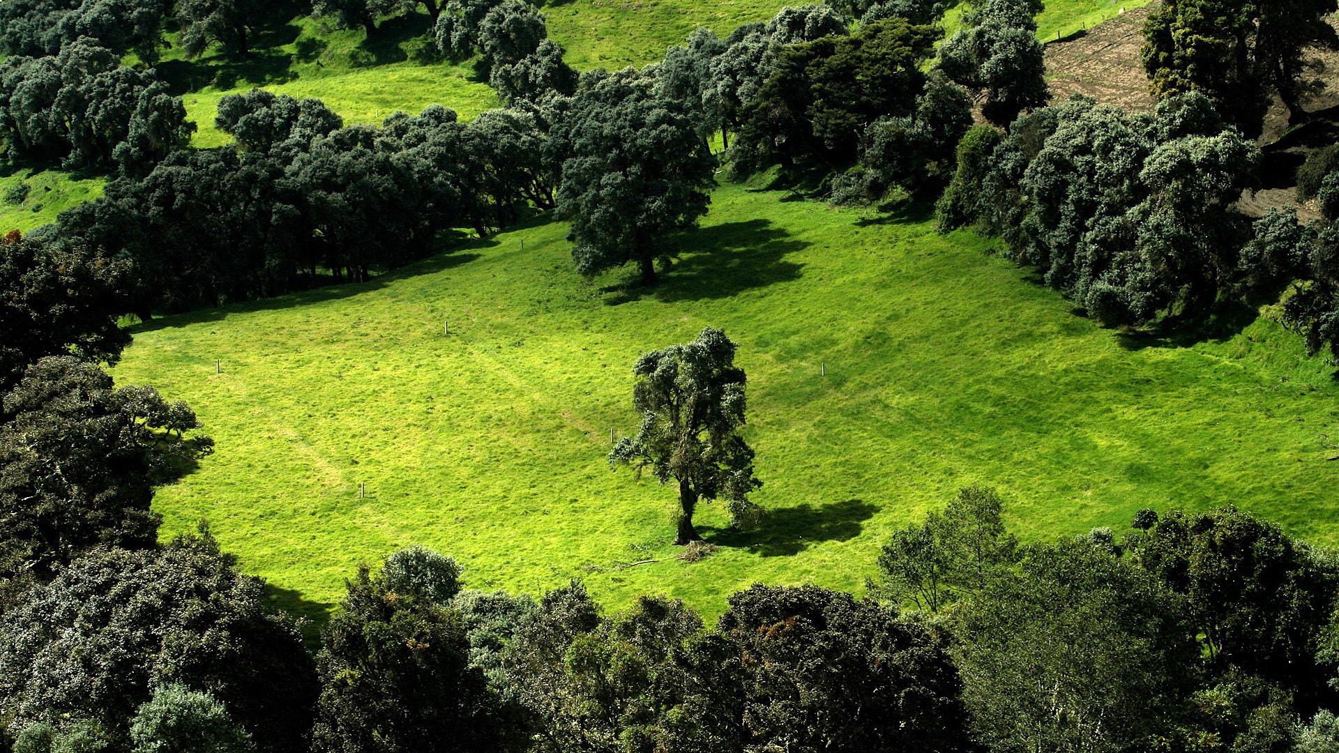 A lone tree in a green meadow surrounded by dark trees HD Wallpaper