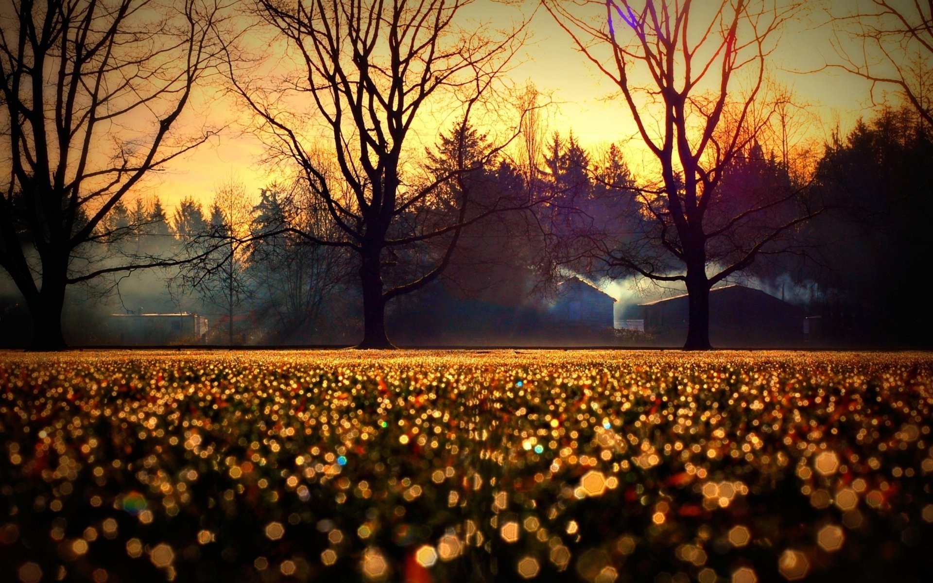 Autumn sunset with fog over a field and trees HD Wallpaper