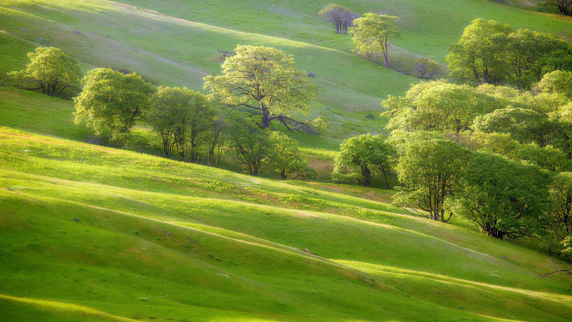 Rolling green hills with scattered trees under sunlight HD Wallpaper