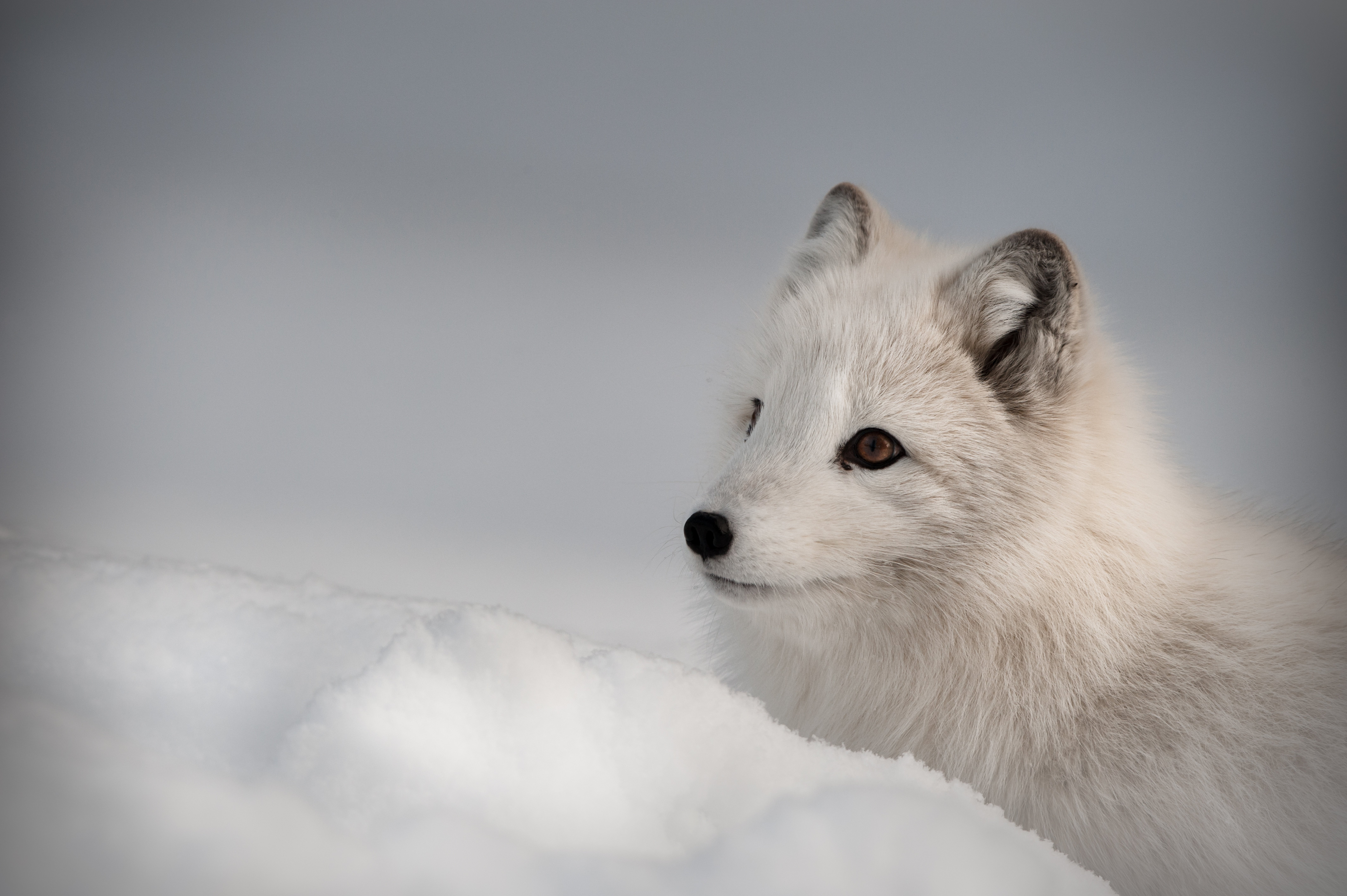 Arctic fox in the snow HD Wallpaper
