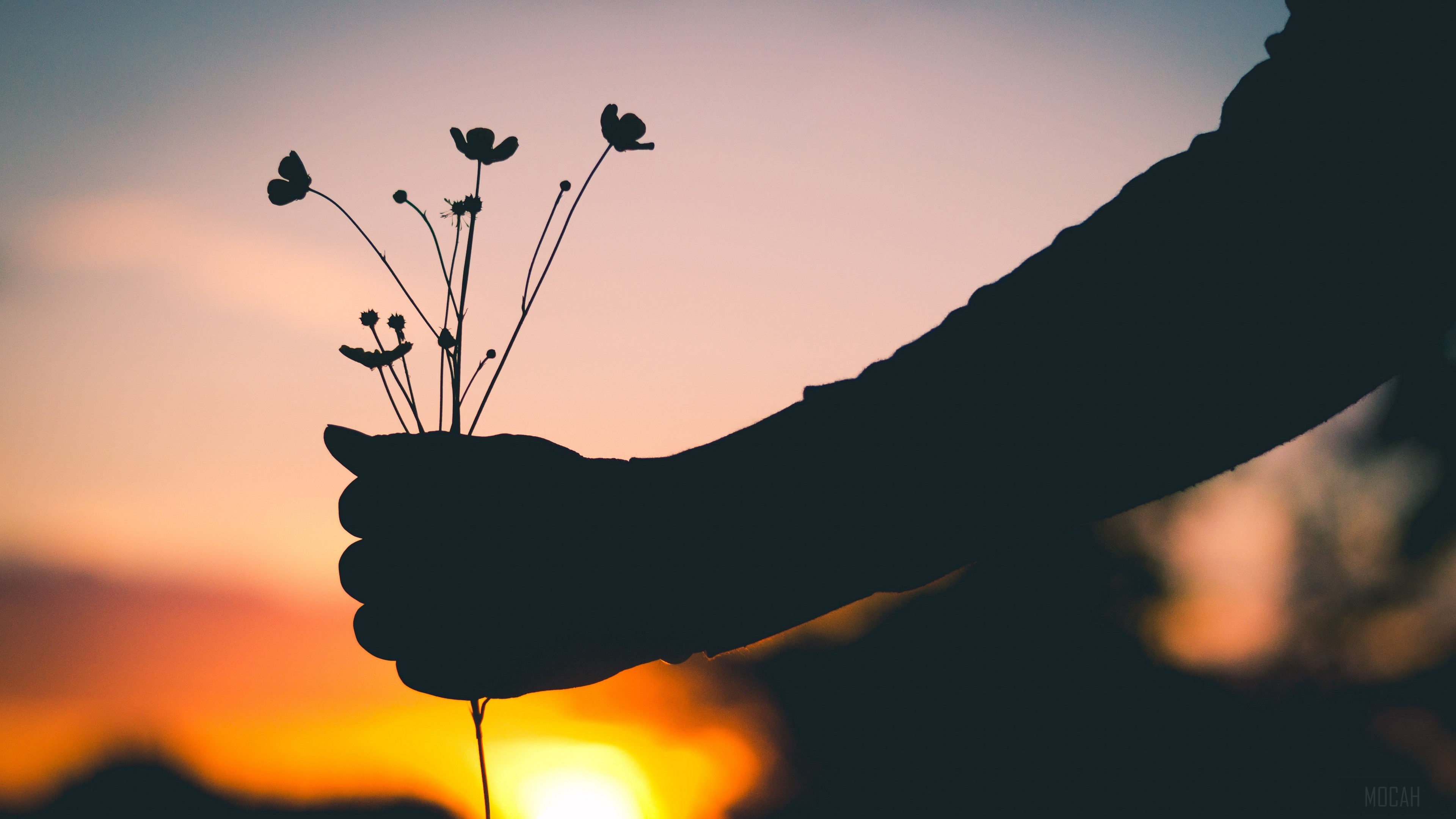 Silhouette of a hand holding flowers at sunset 4K HD Wallpaper