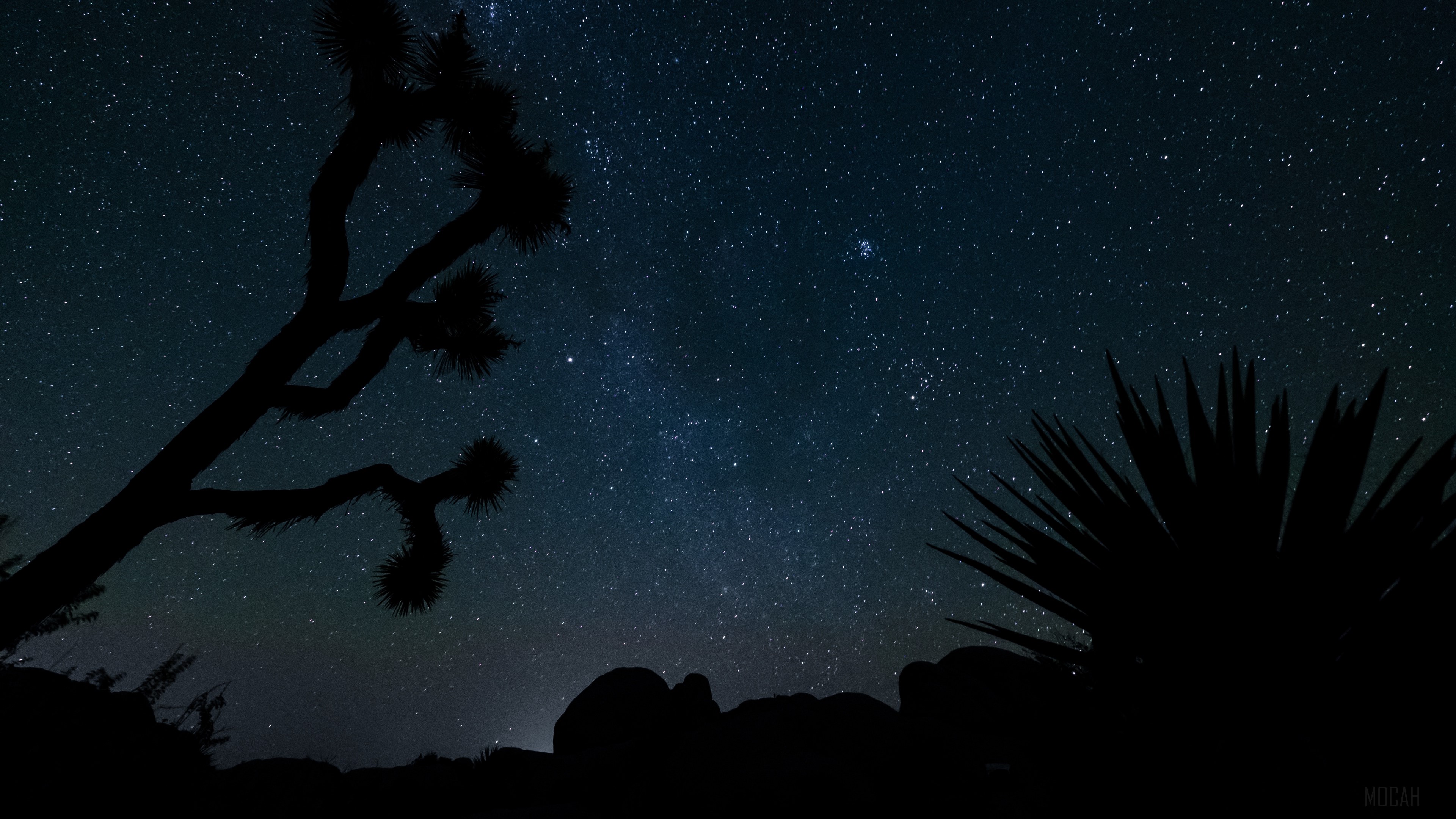 Joshua Tree at Night with Stars 4K HD Wallpaper