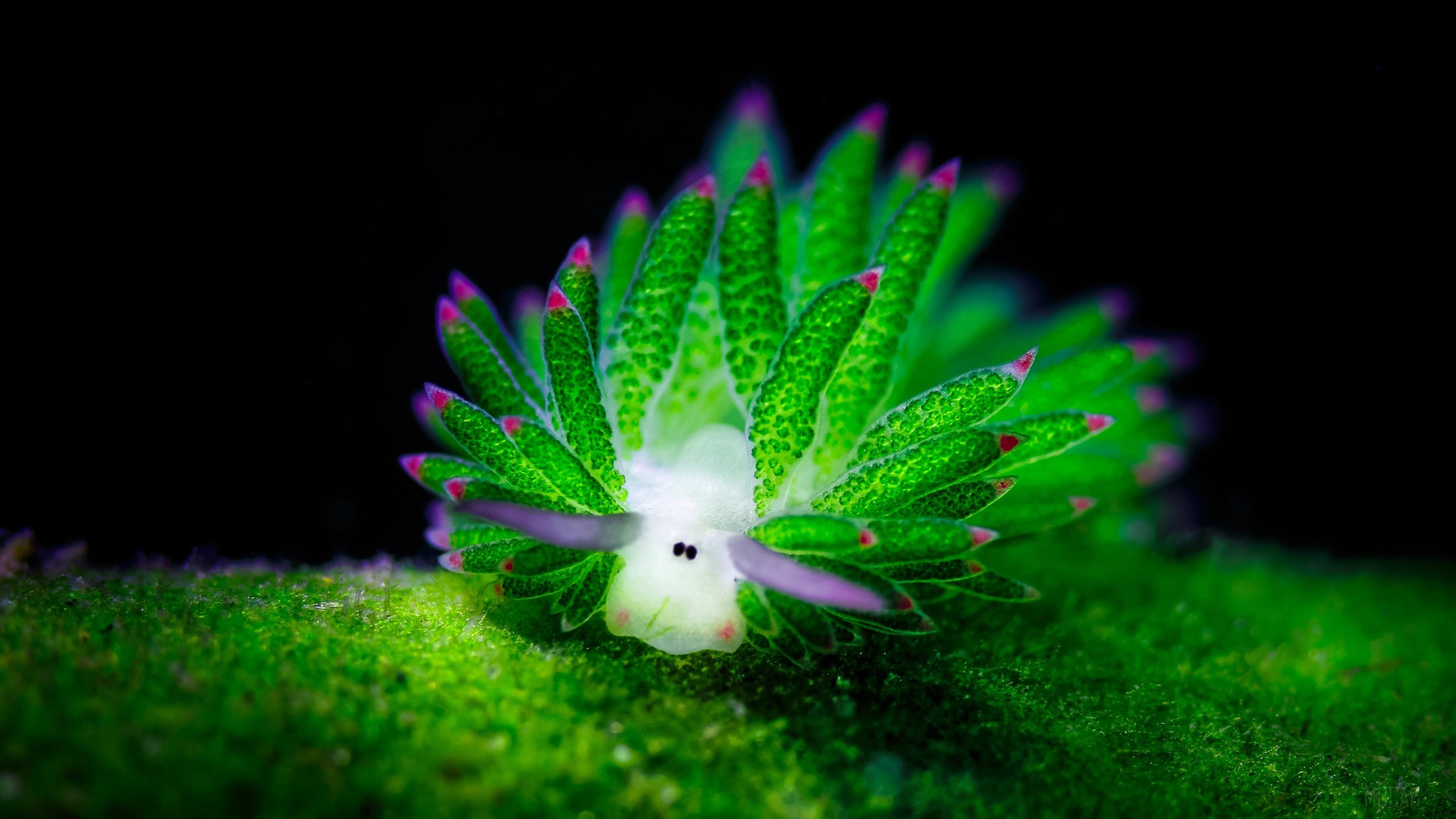Green Nudibranchia Underwater 4K HD Wallpaper