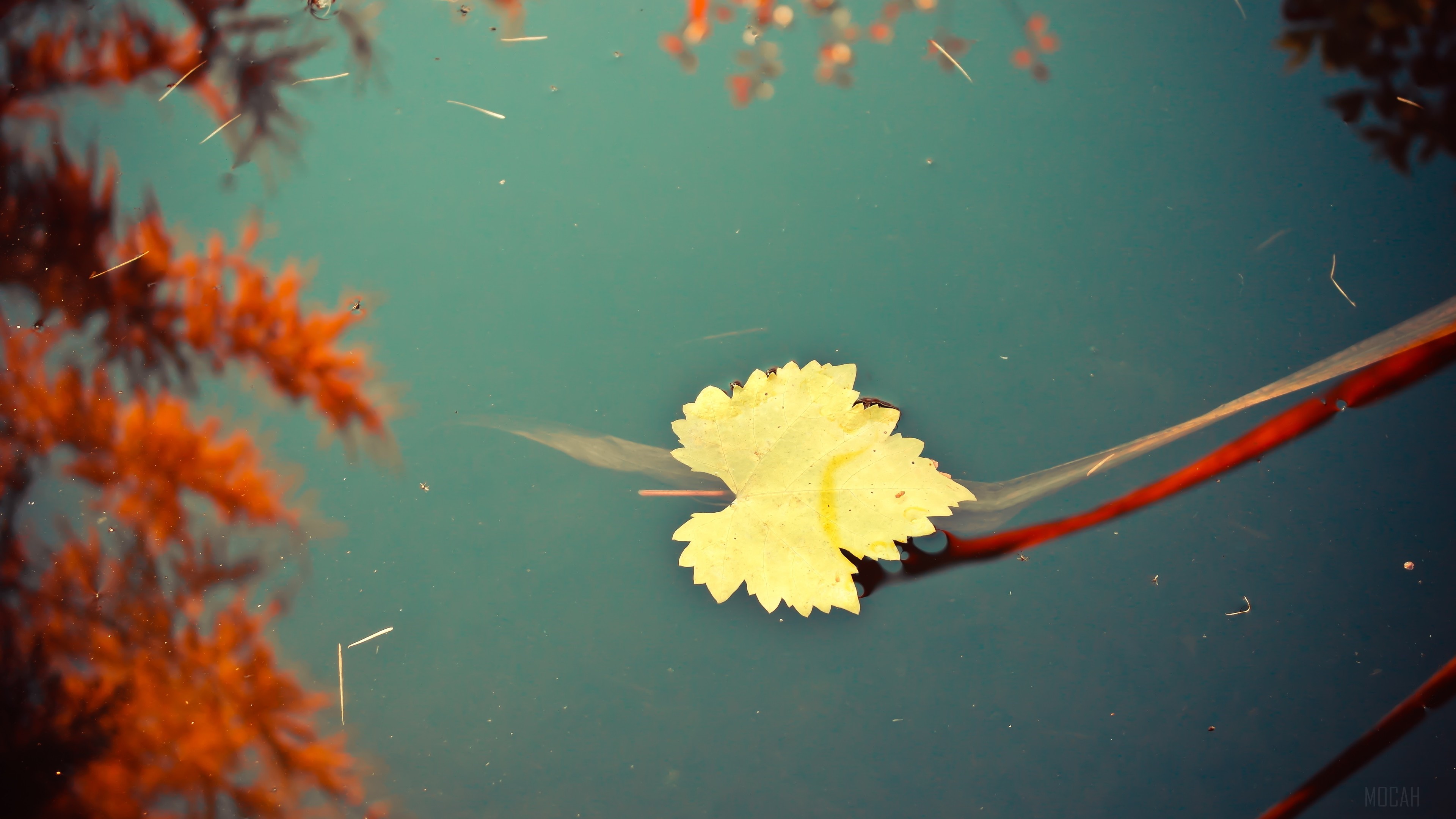 Yellow leaf floating on water with reflections HD Wallpaper
