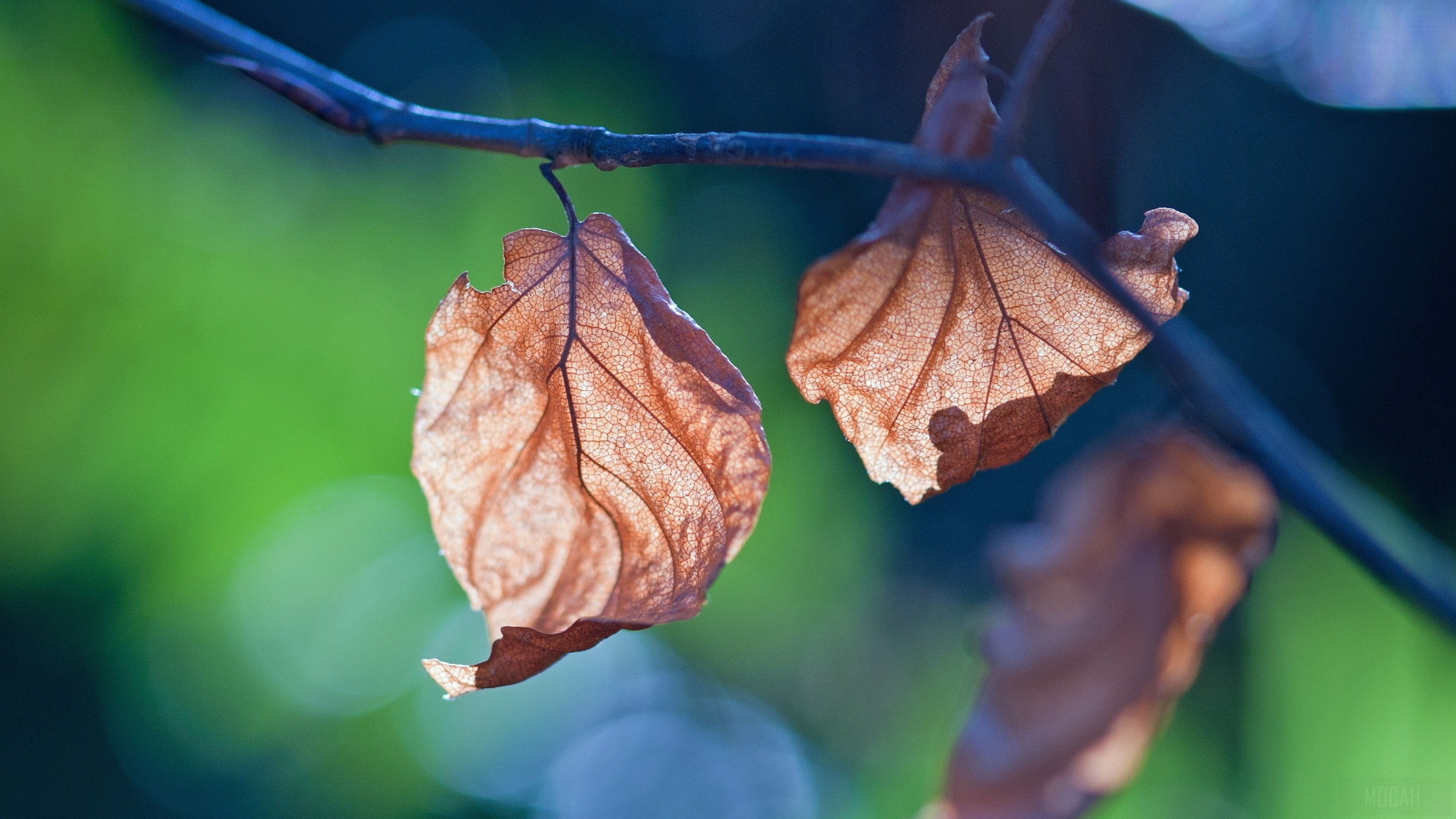 Dried leaves on a branch in nature 4K HD Wallpaper