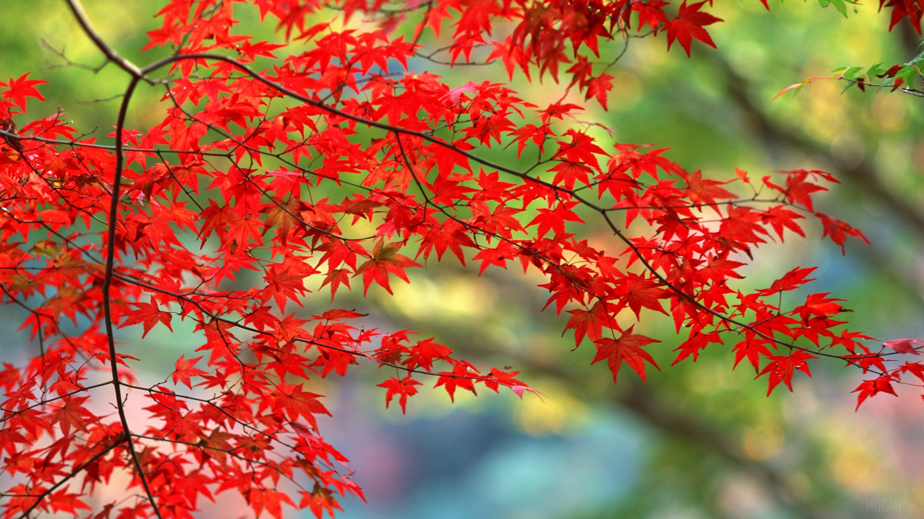 Autumn Leaves HD Wallpaper