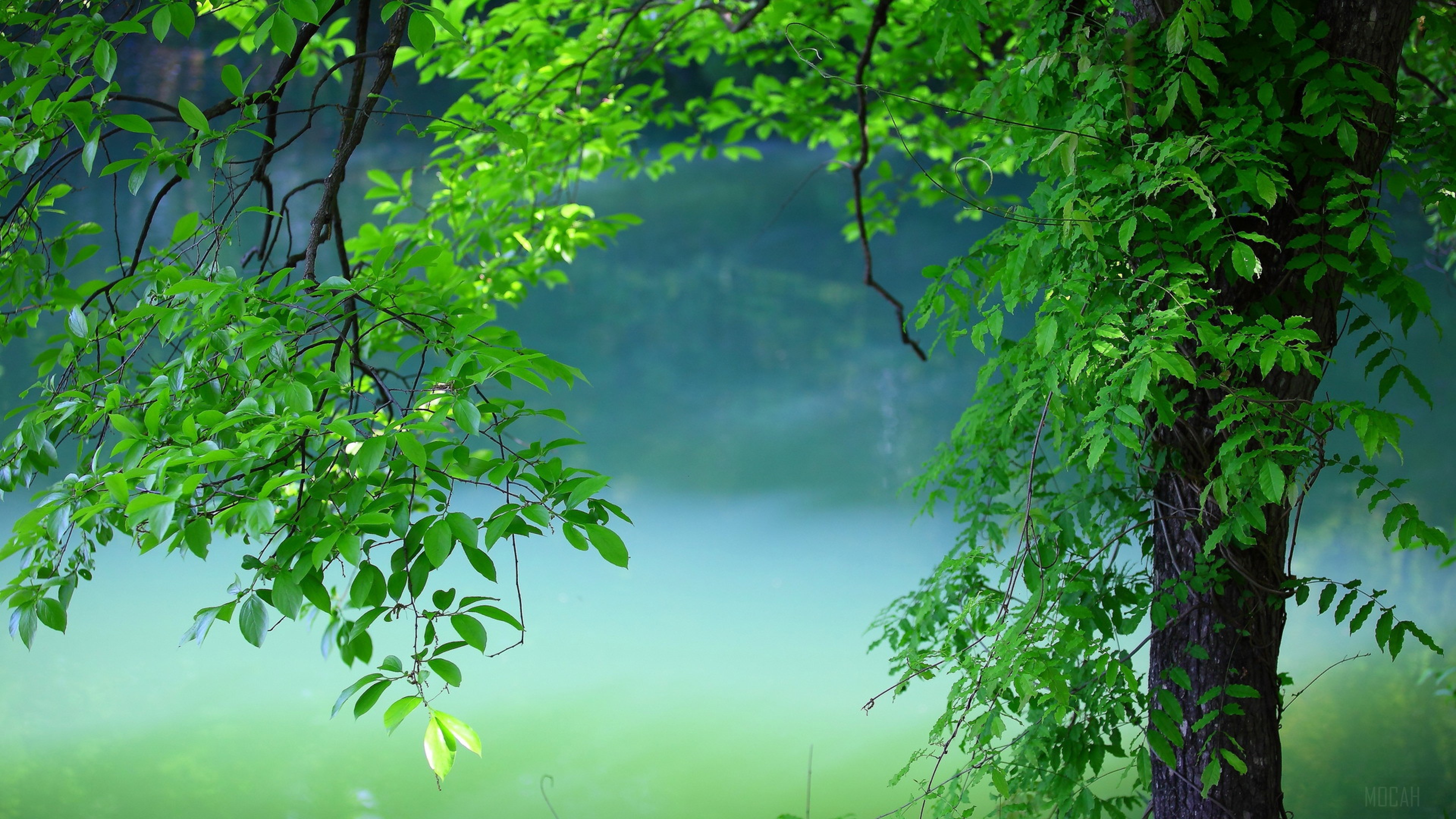 Green Tree Leaves Overlooking Water 4K HD Wallpaper