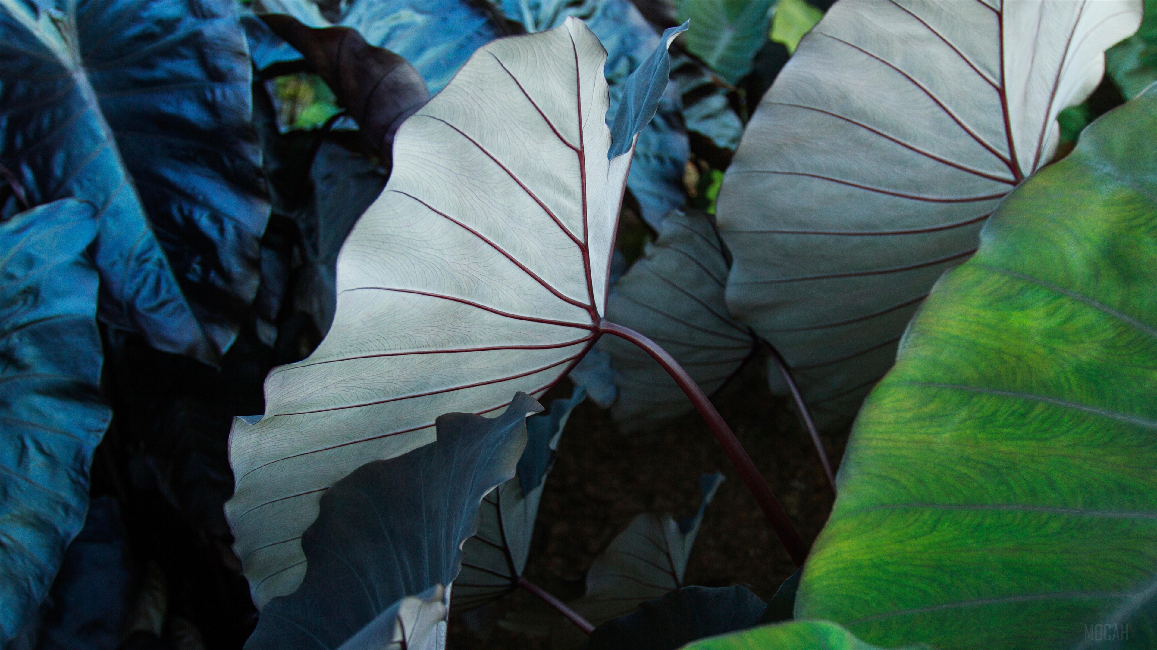 Close-up of Elephant Ear Leaves HD Wallpaper