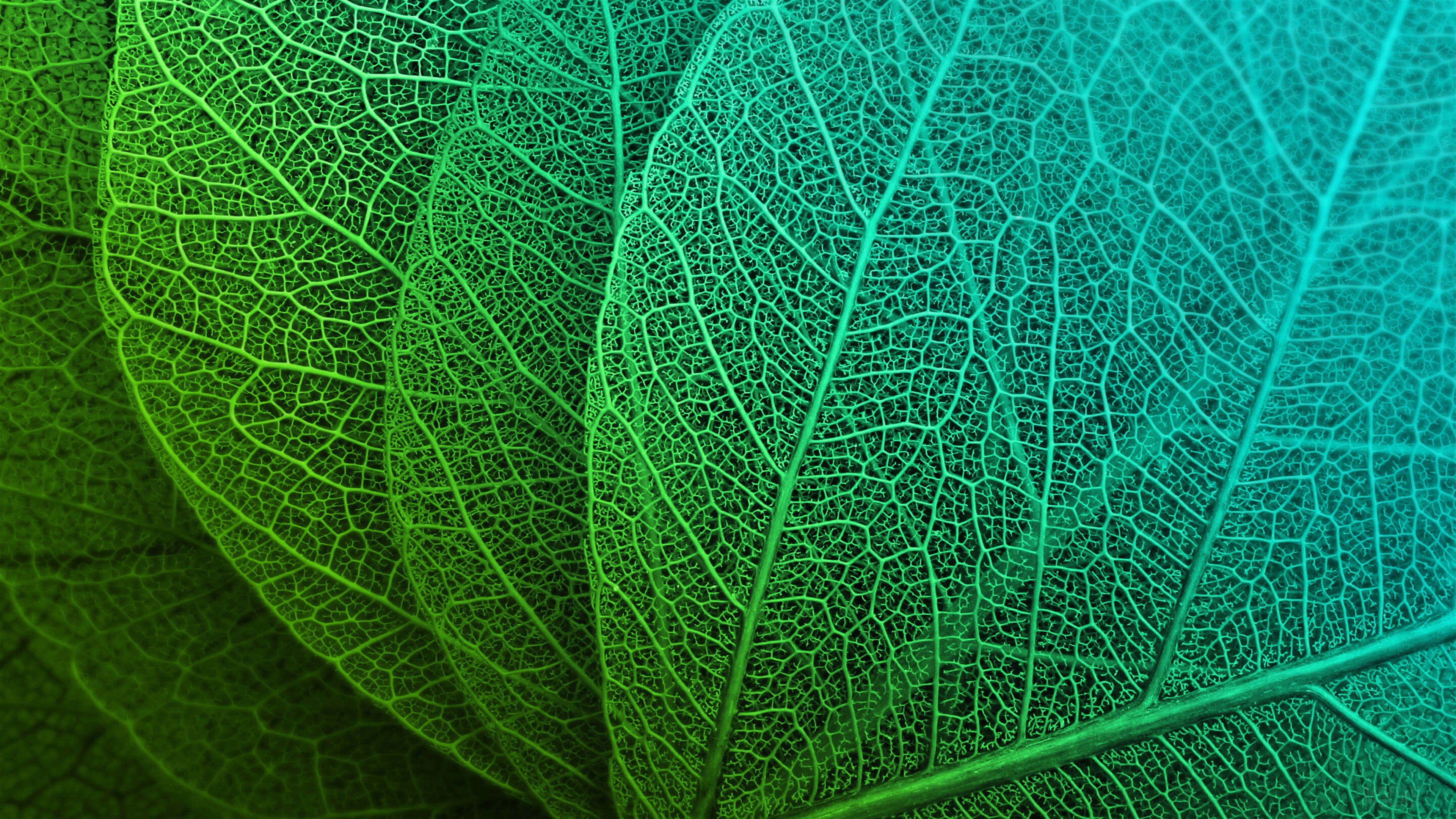 Close-up of Green and Teal Leaf Veins 4K HD Wallpaper