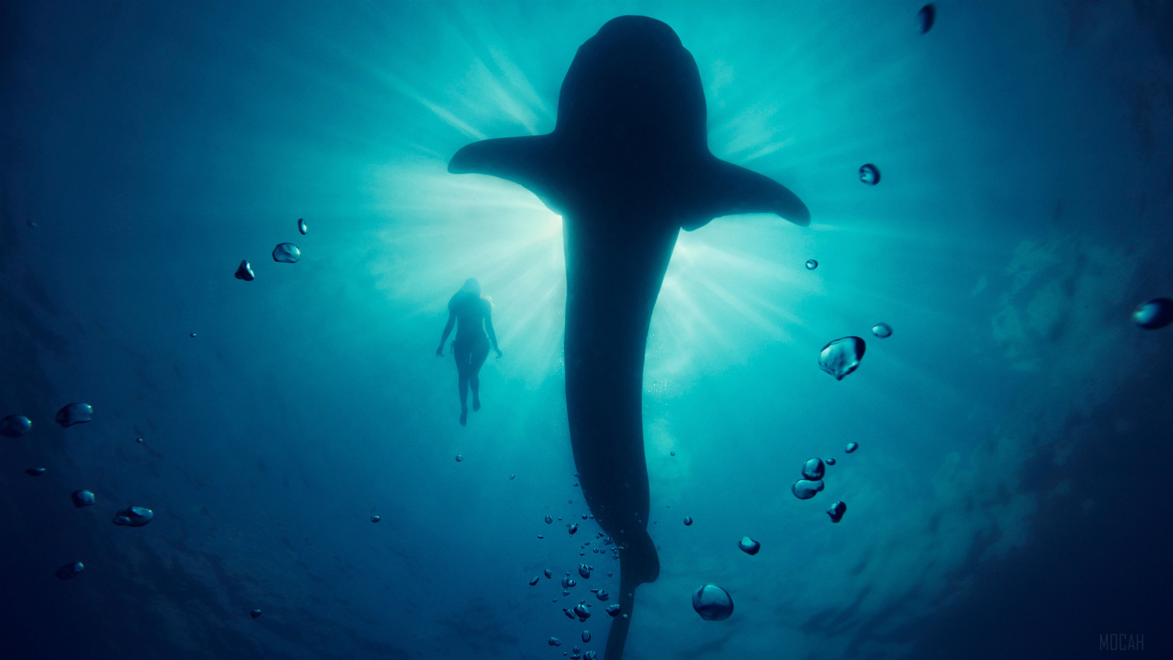 Whale Model Underwater HD Wallpaper