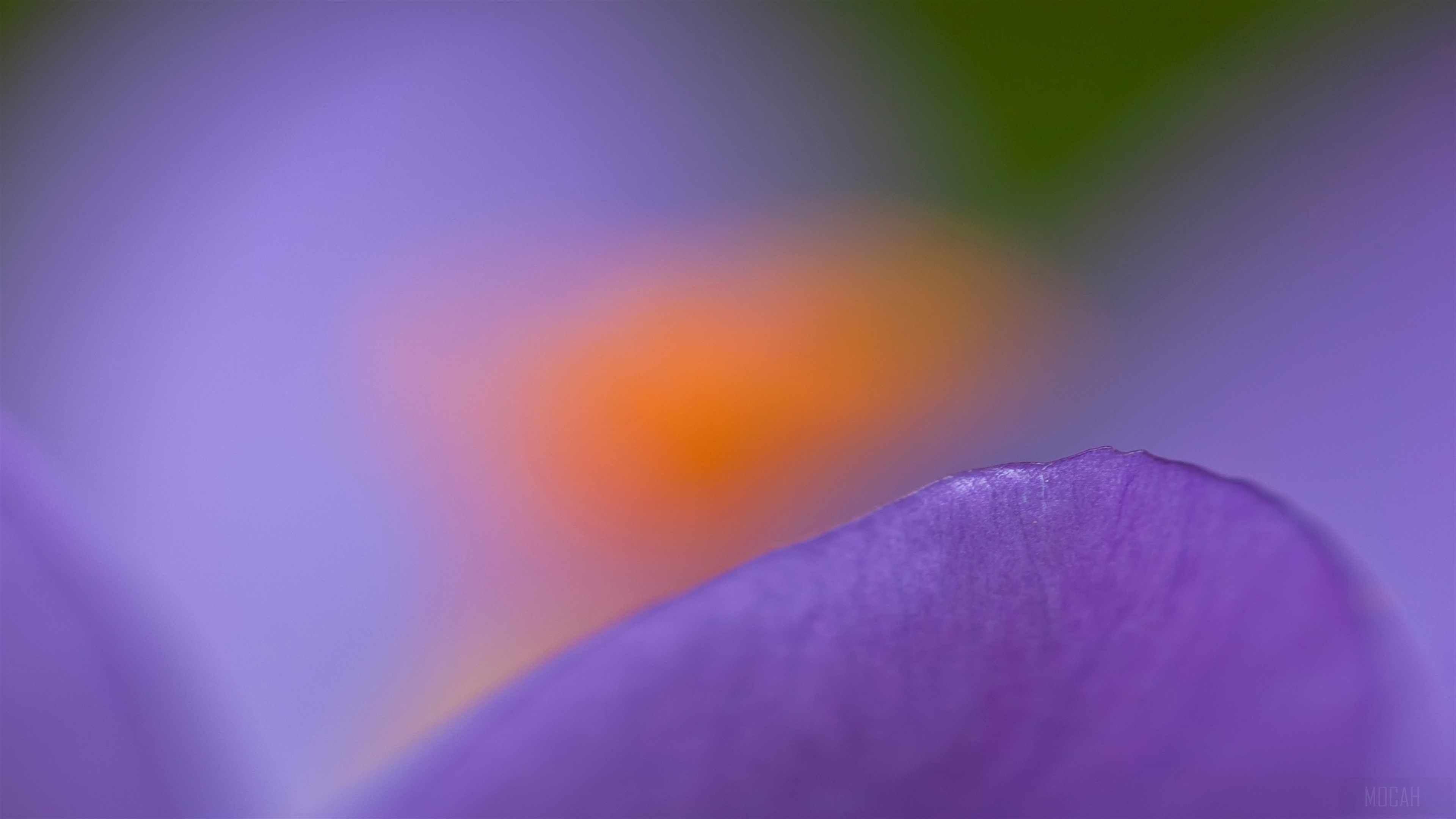 Purple Crocus Macro HD Wallpaper