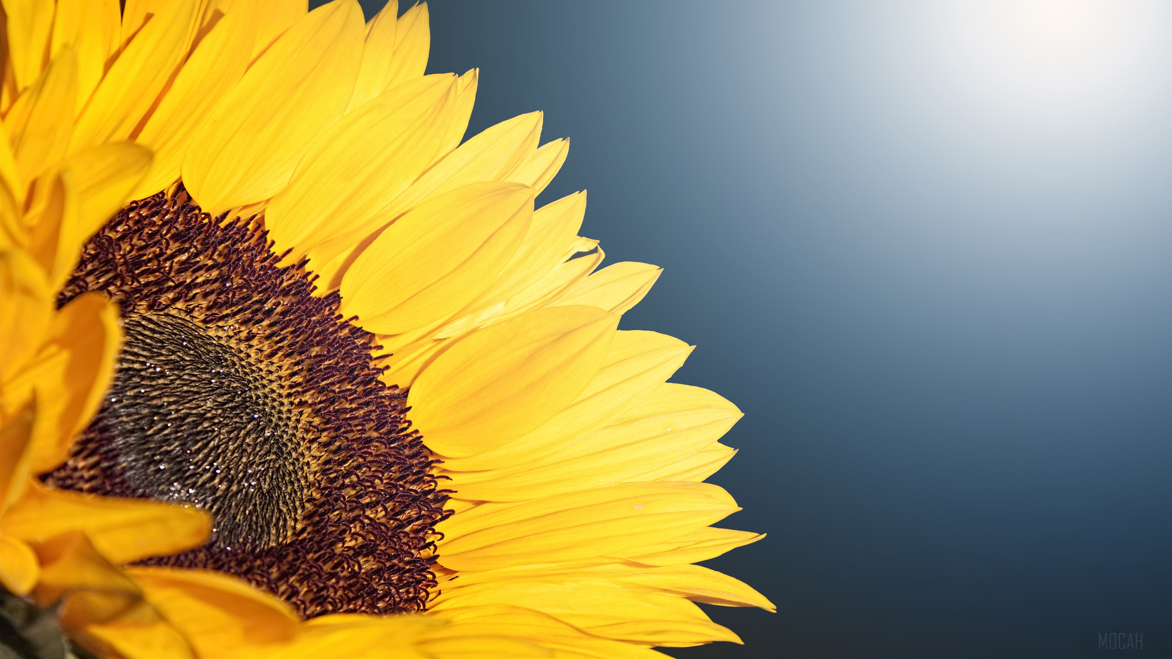Sunflower HD Wallpaper