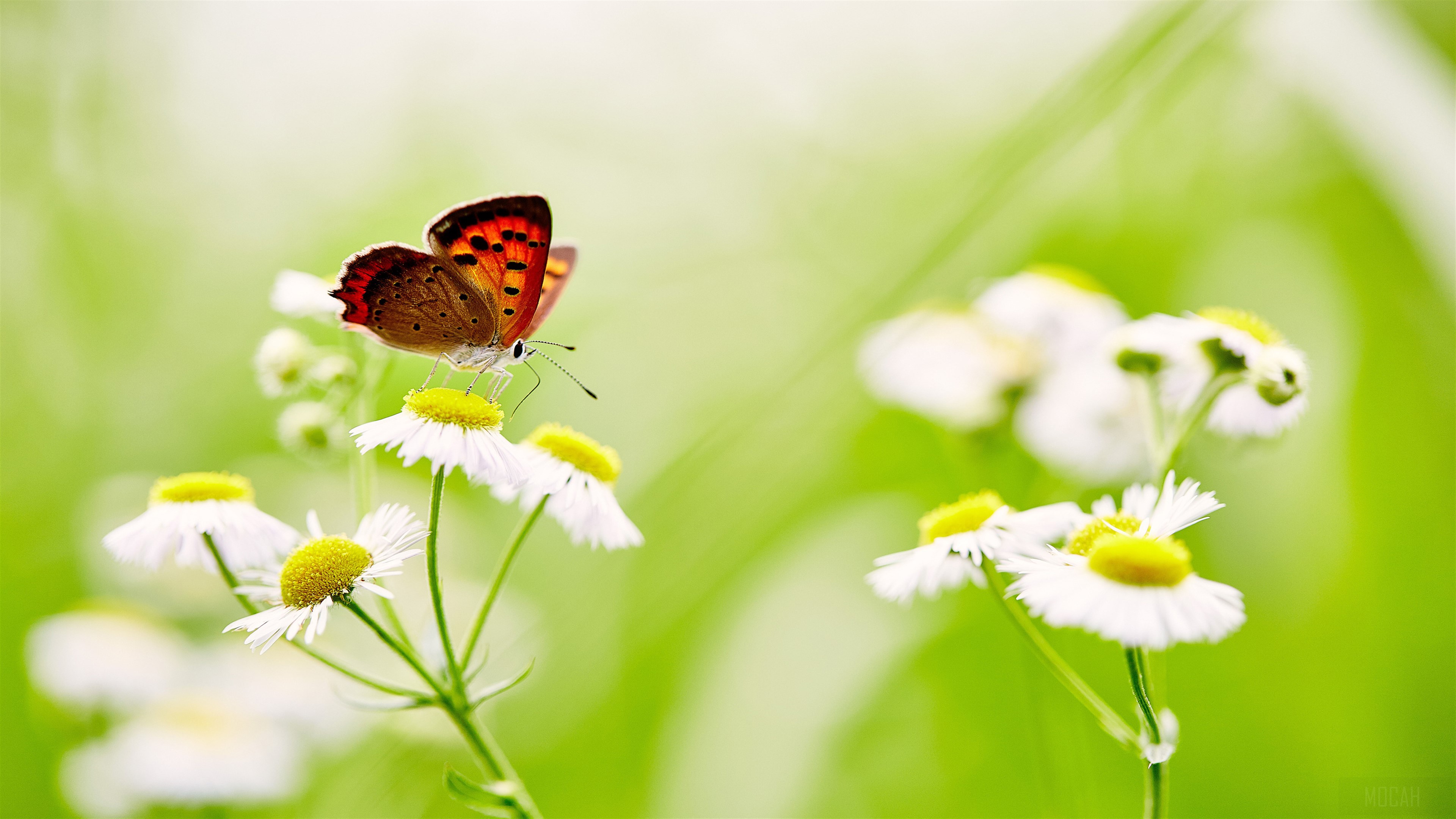 Butterfly on White Daisies 4K HD Wallpaper