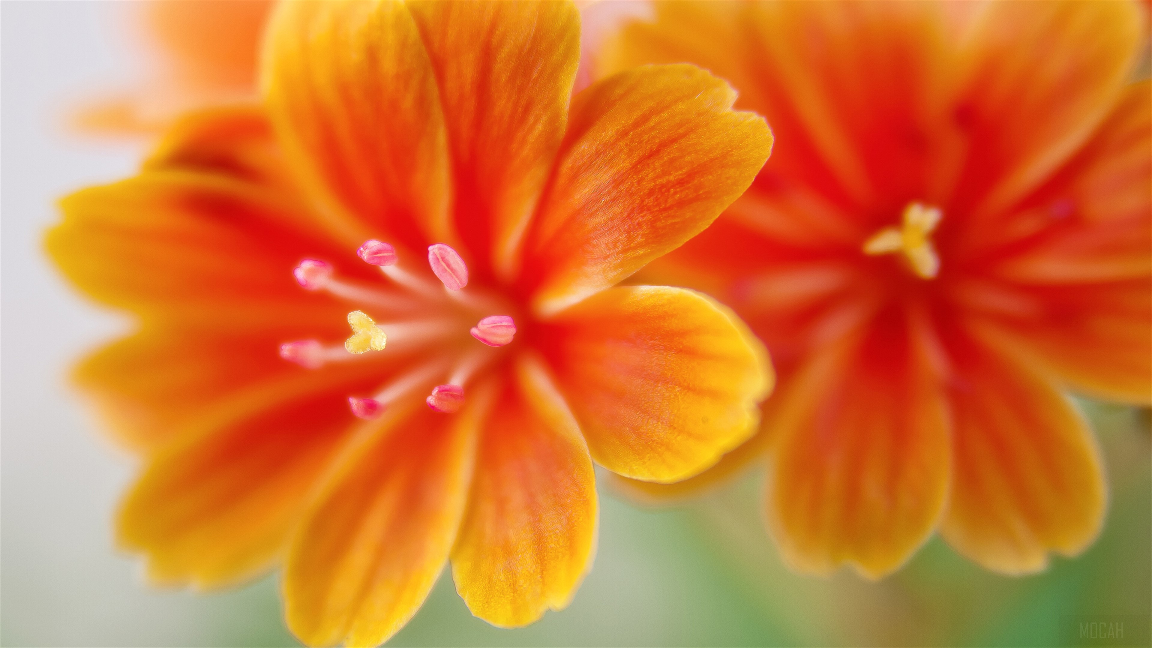 Close-up of orange Lewisia flowers in 4K HD Wallpaper