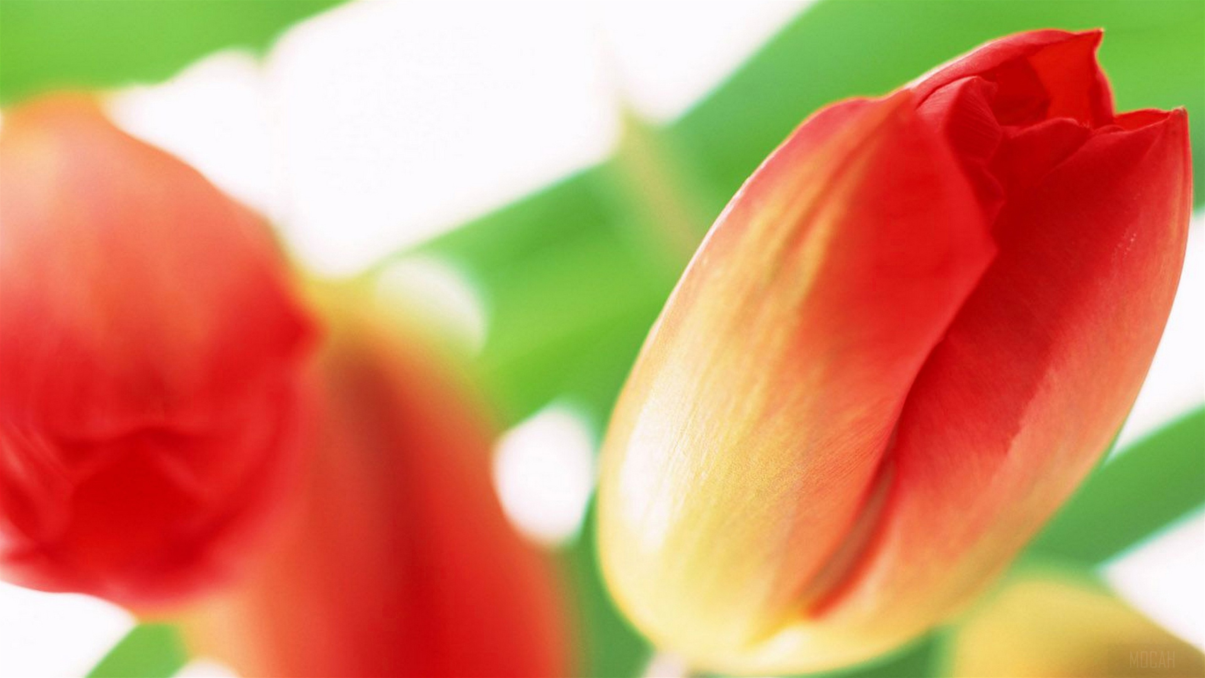 Red Tulip Flowers 4K HD Wallpaper